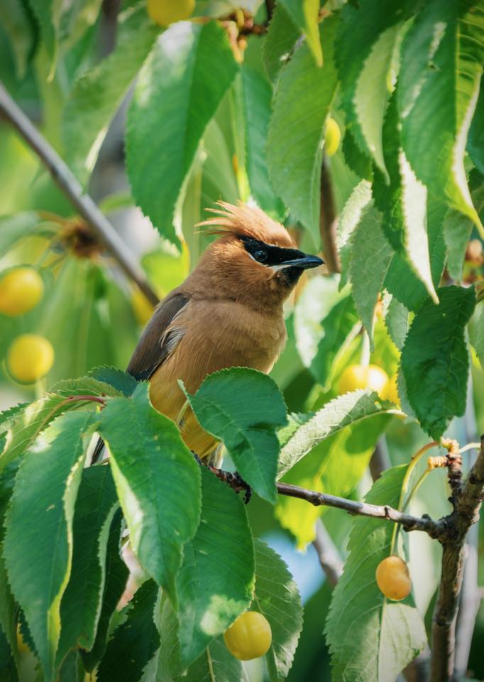 Cedar waxwing