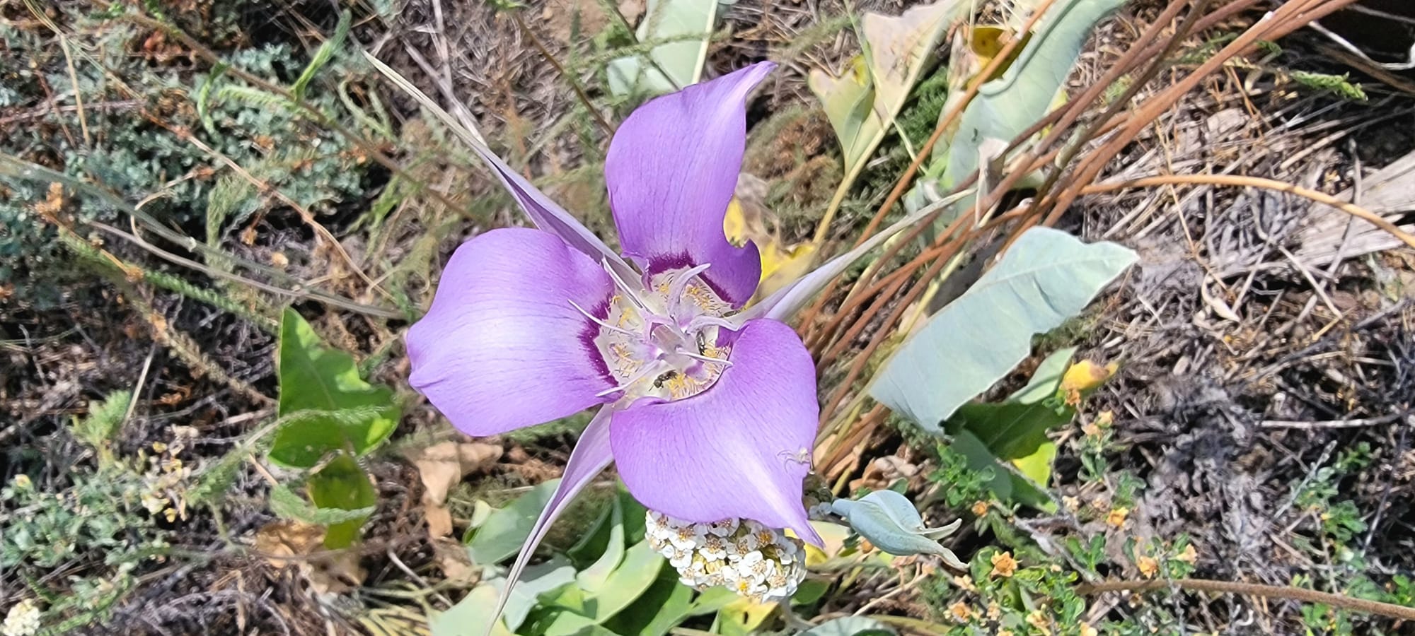 sagebrush mariposa lily