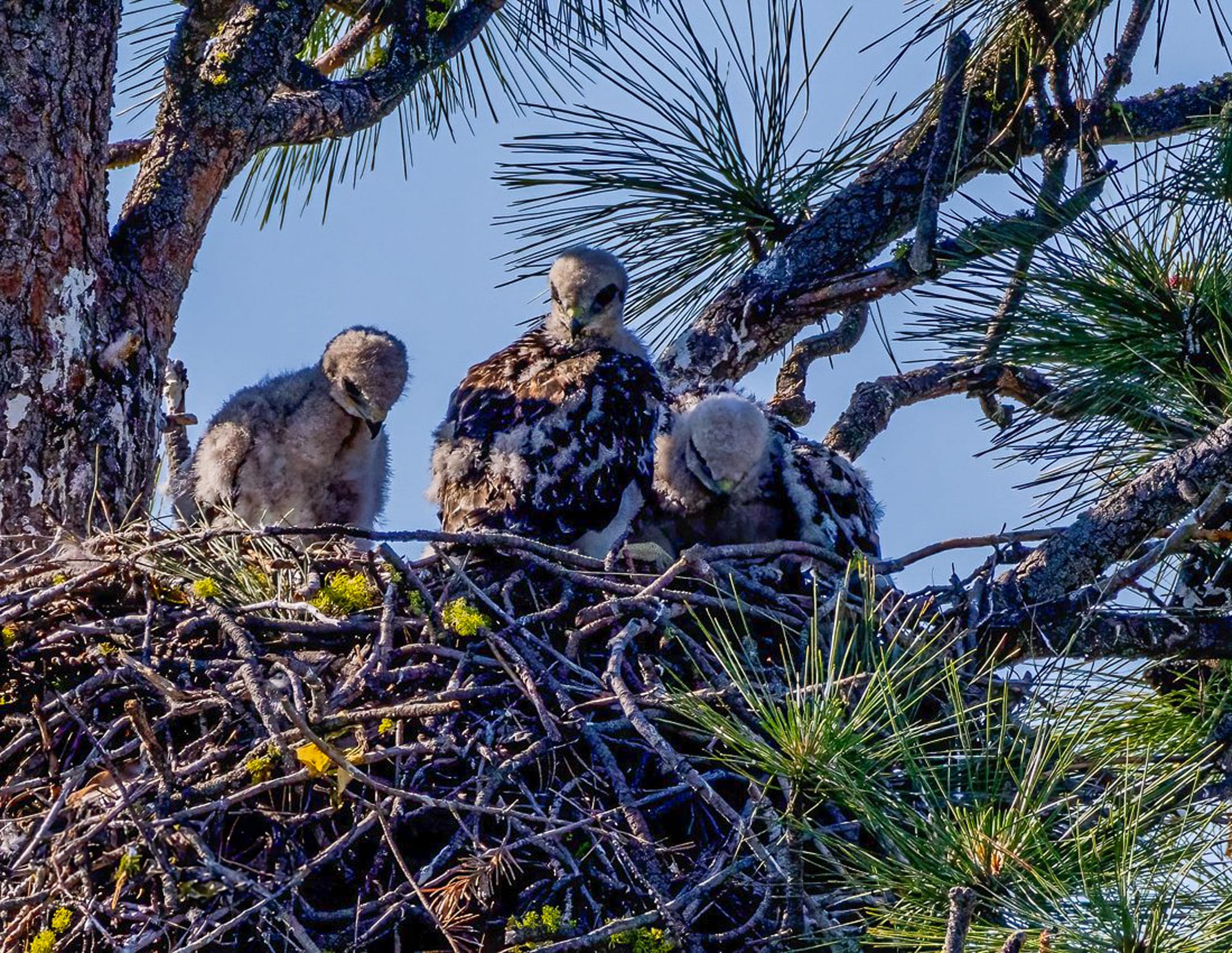 fledgling red-tailed hawks