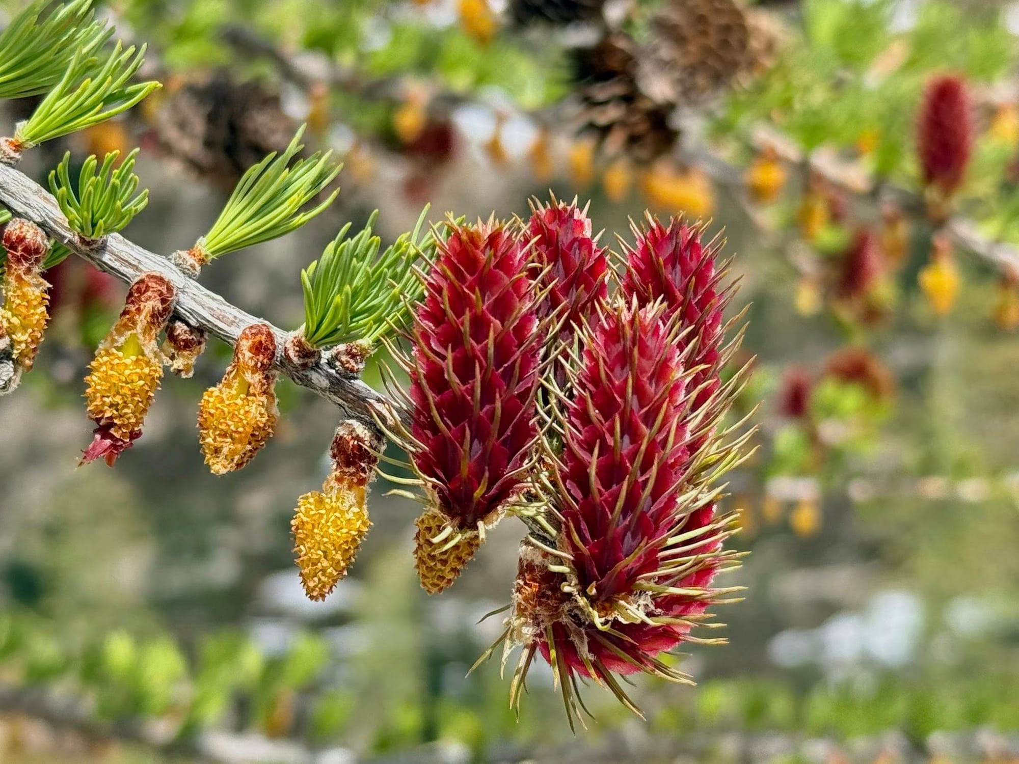 larch cones