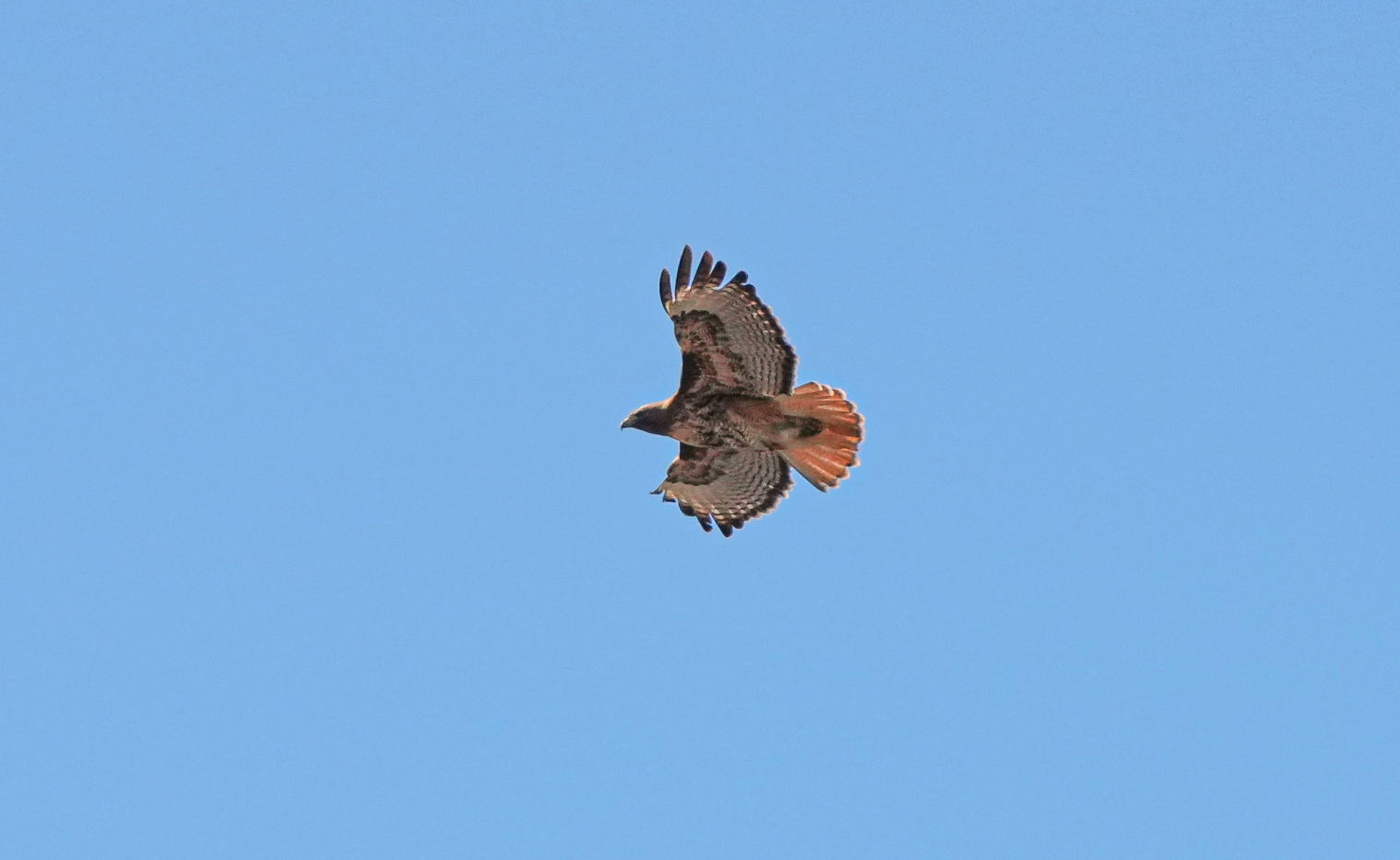 red-tailed hawk