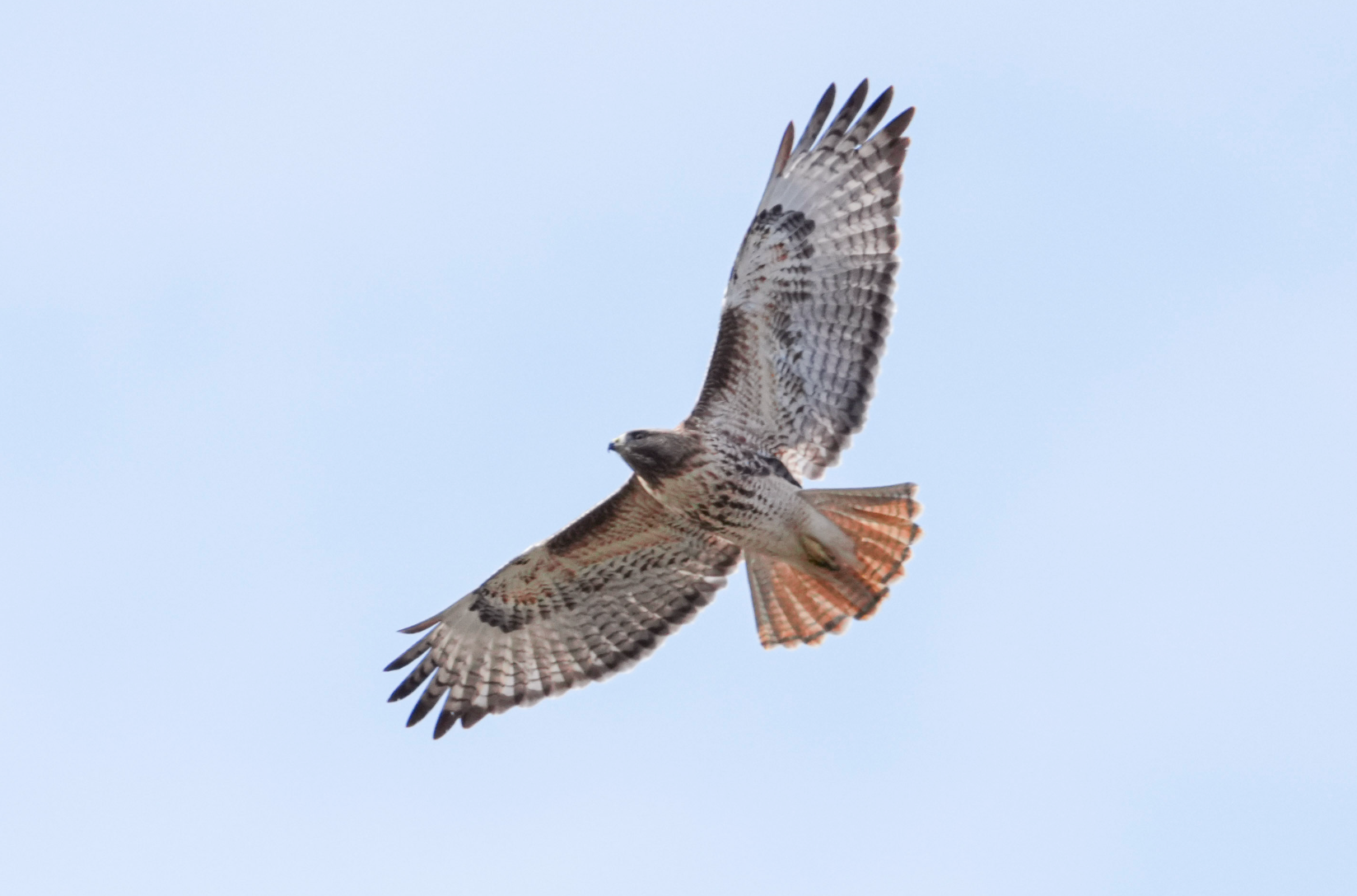red-tailed hawk