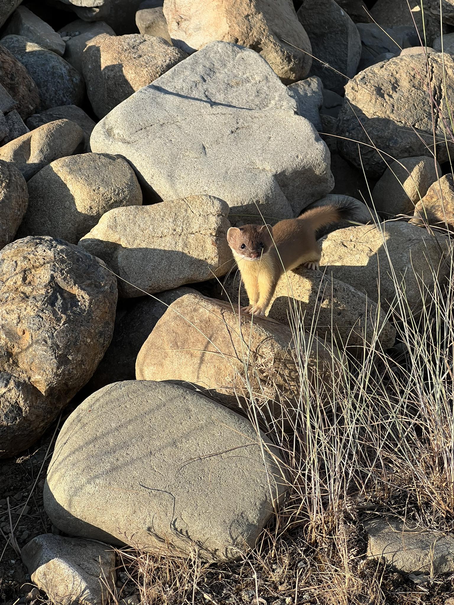 long-tailed weasel