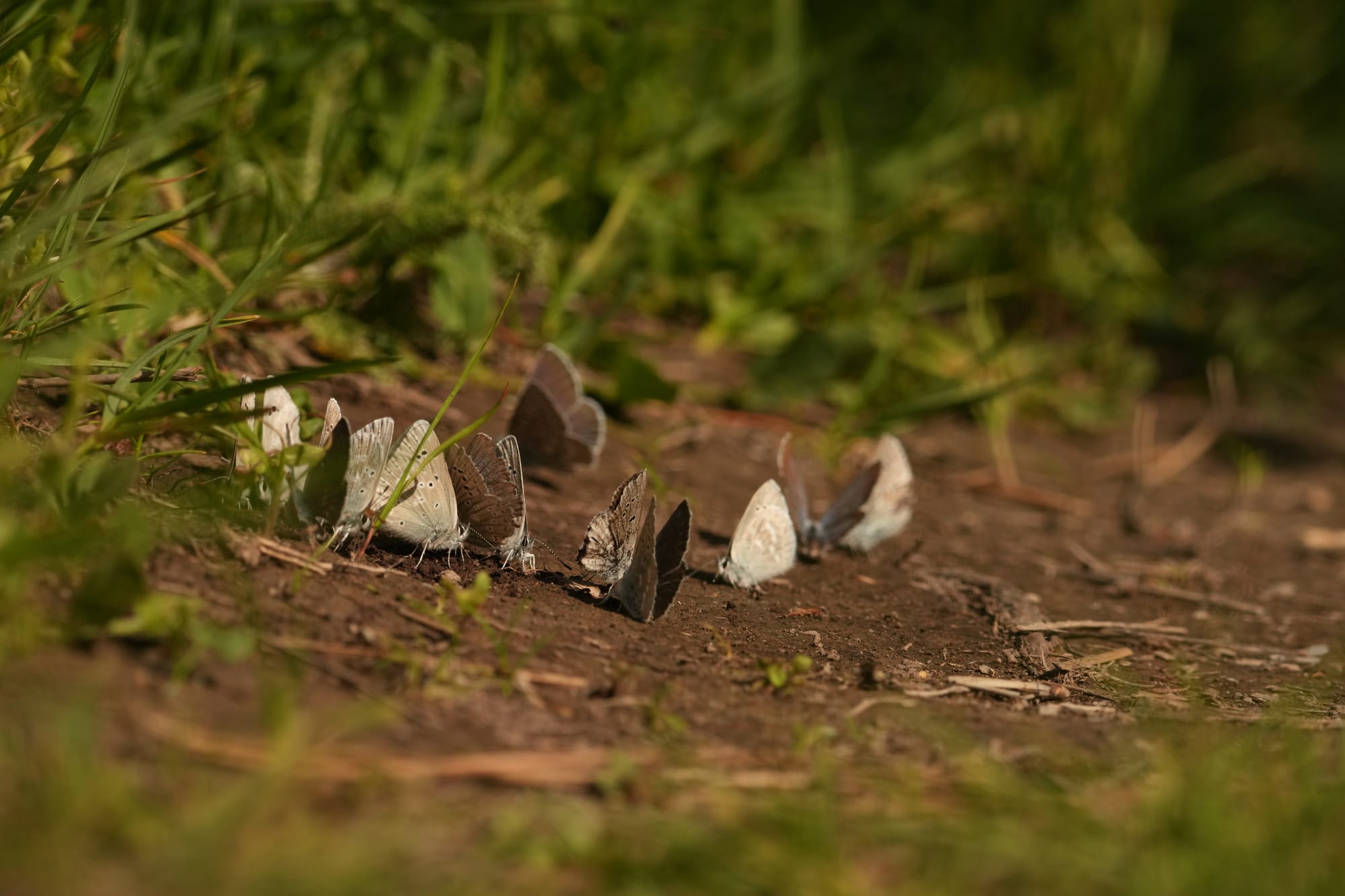 butterflies puddling