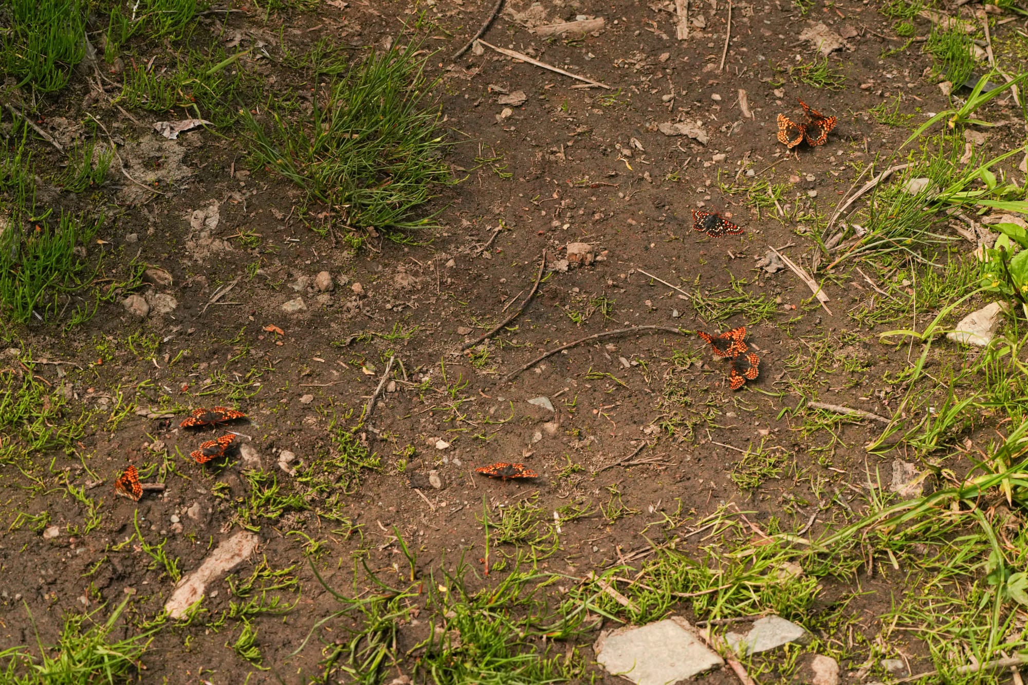 checkerspot butterflies
