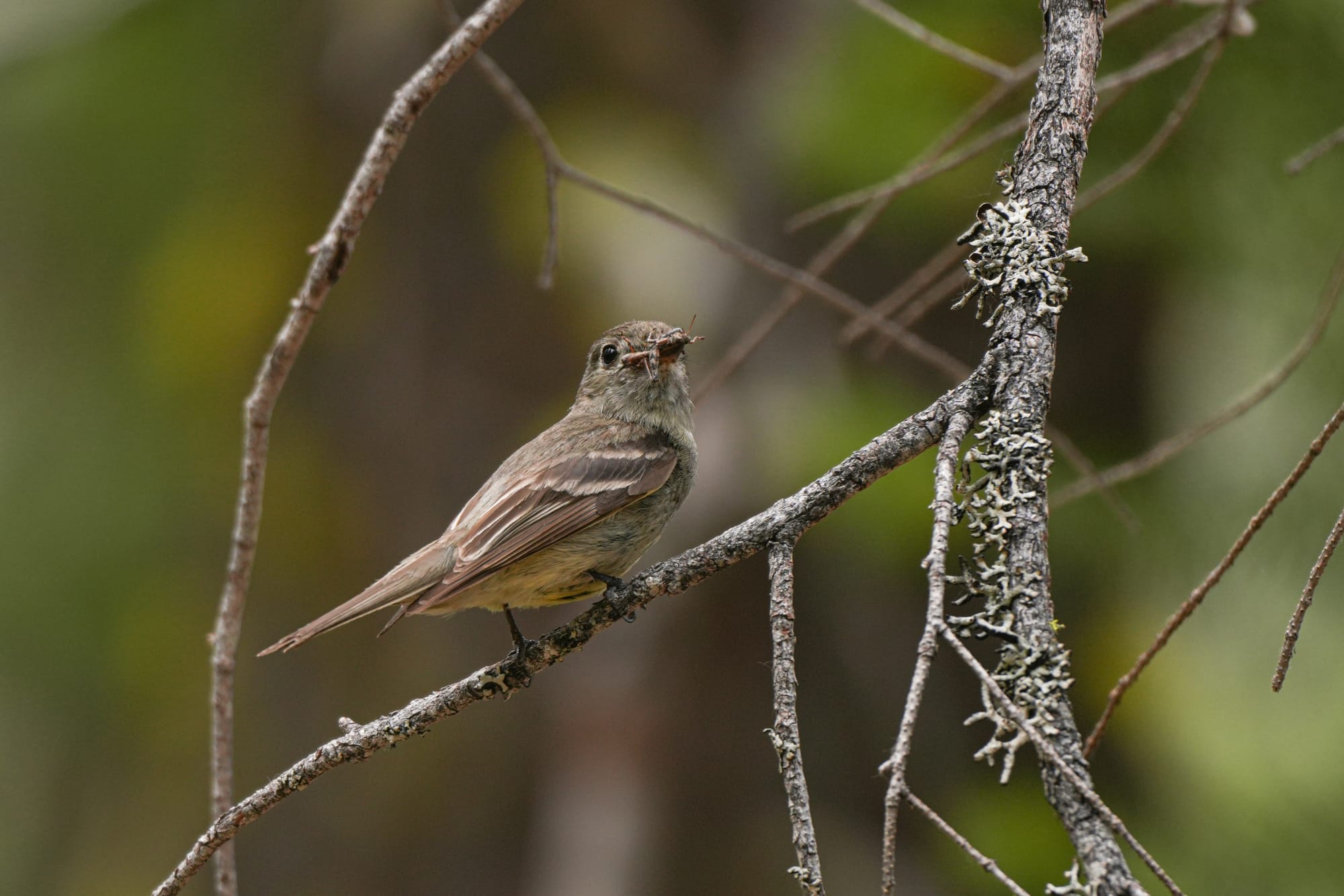 wewstern wood-pewee