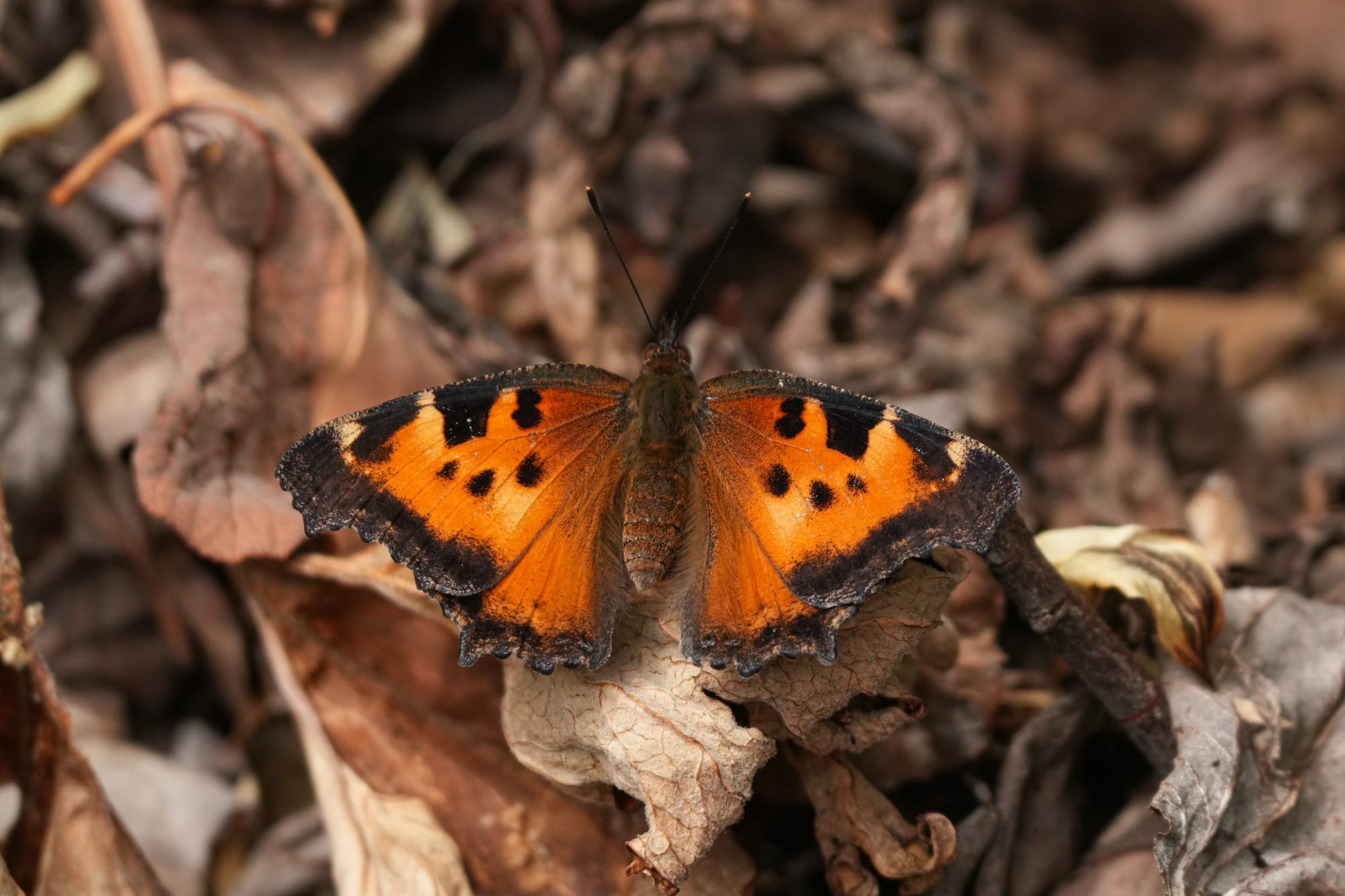 California tortoiseshell