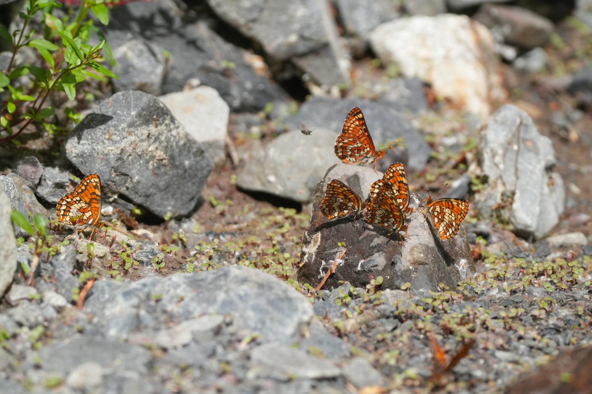 checkerspot butterflies