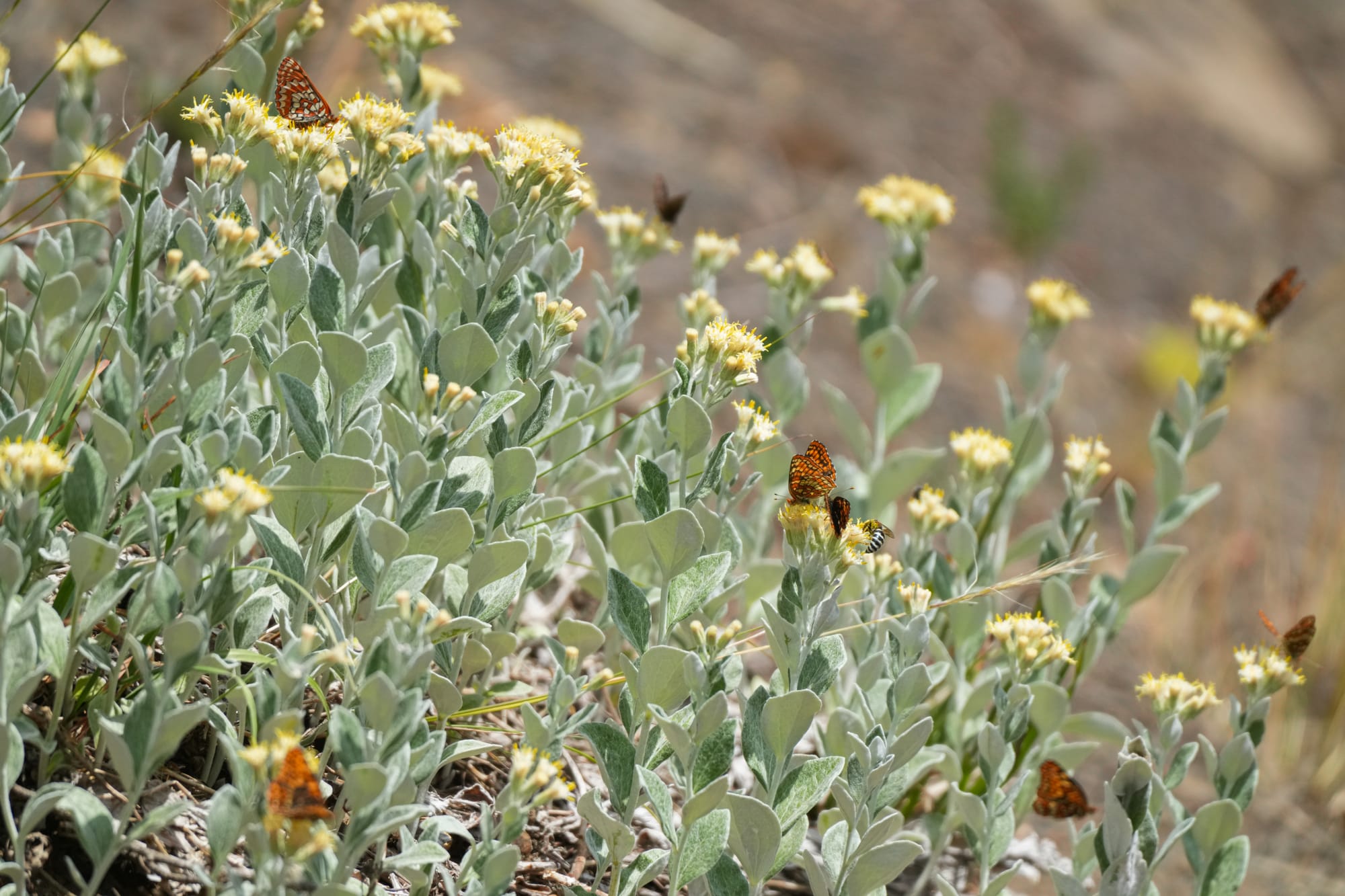 butterflies on flowers