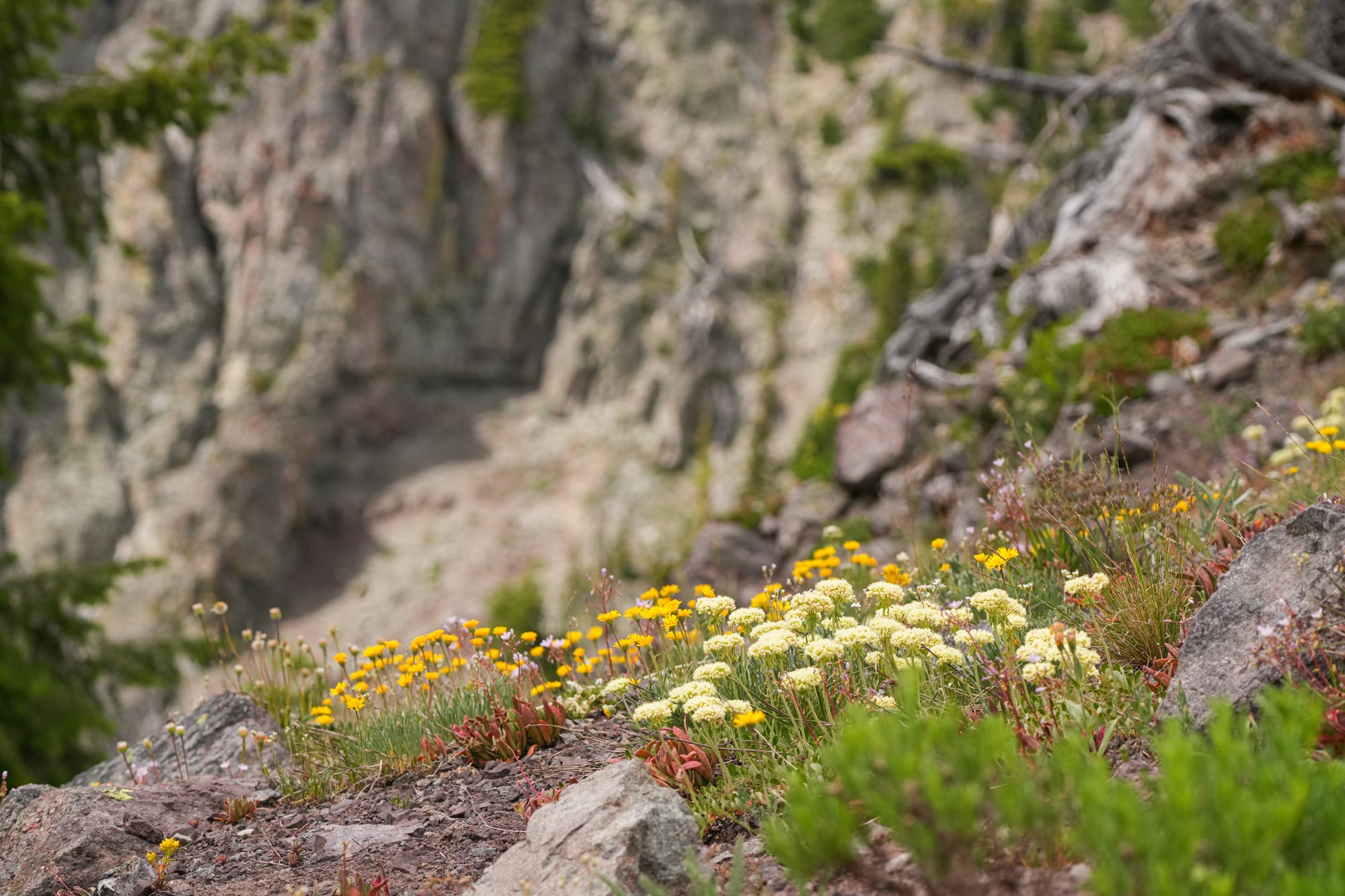 buckwheat flowers