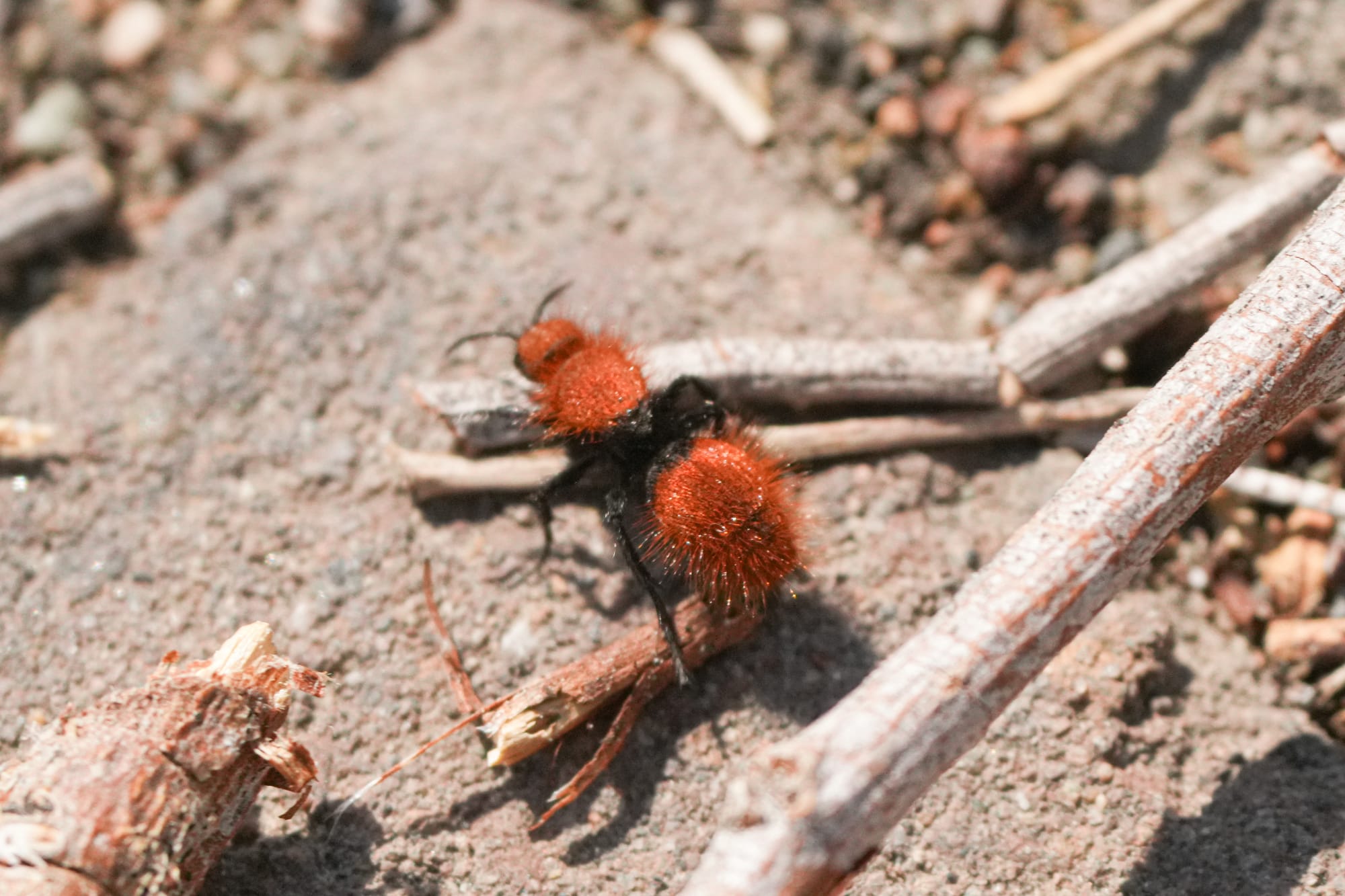 velvet ant
