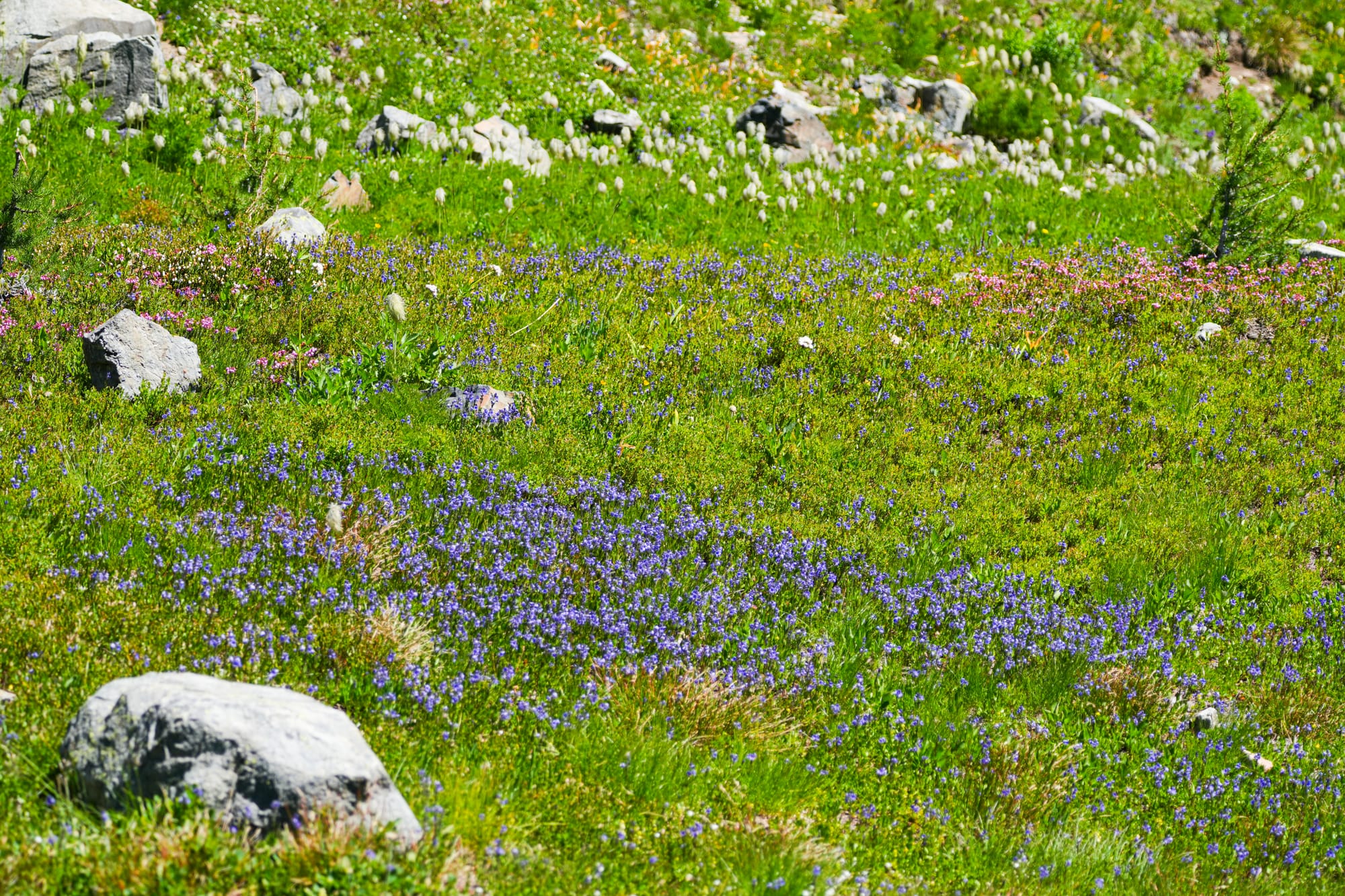 speedwell flowers