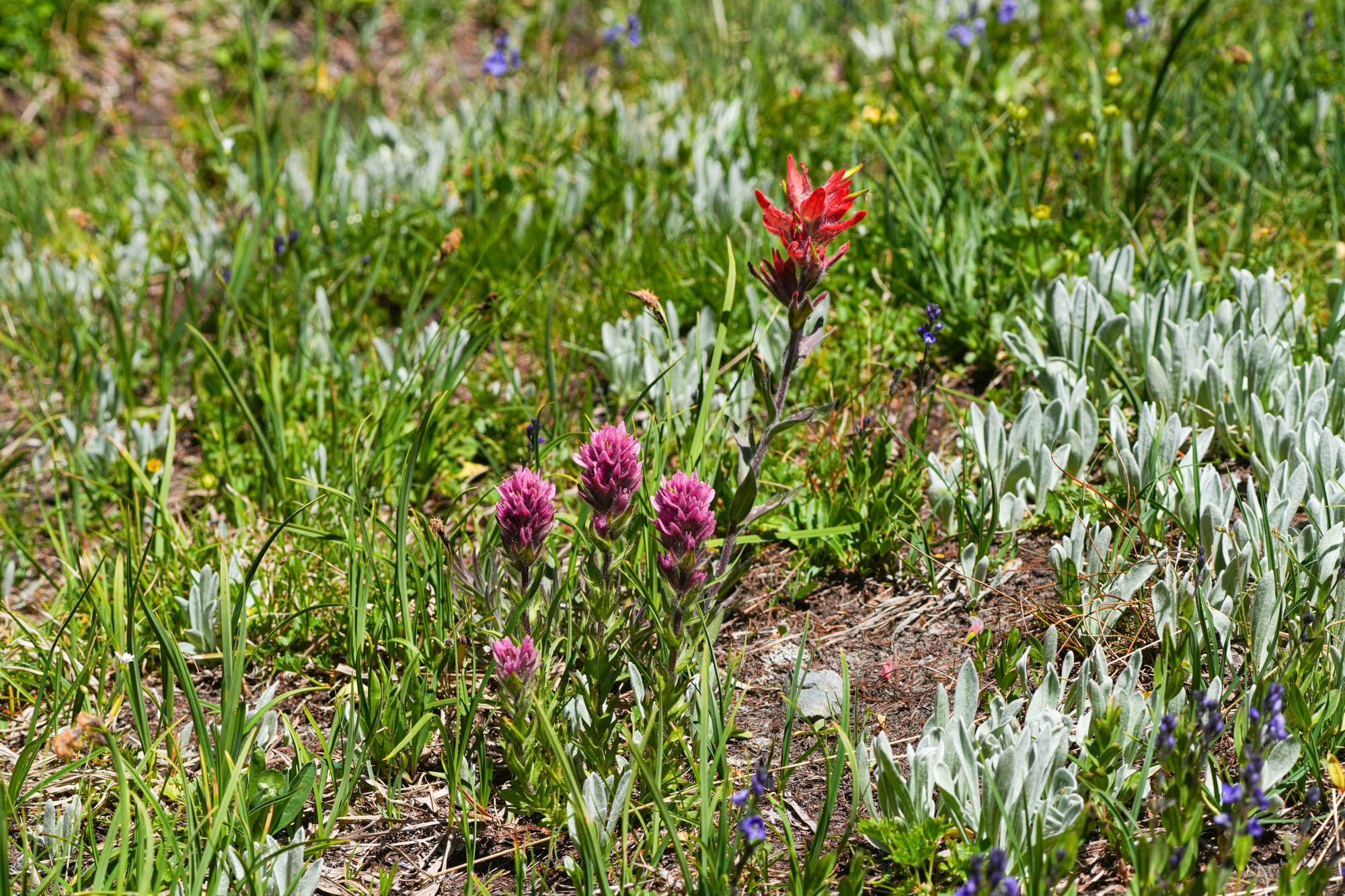 paintbrush flowers