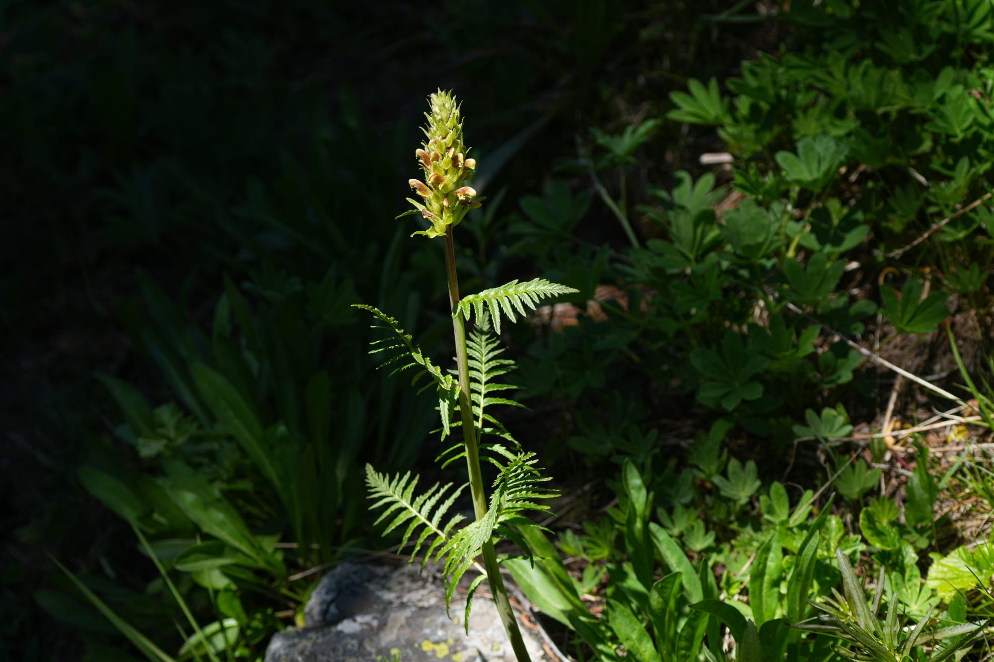 towering lousewort