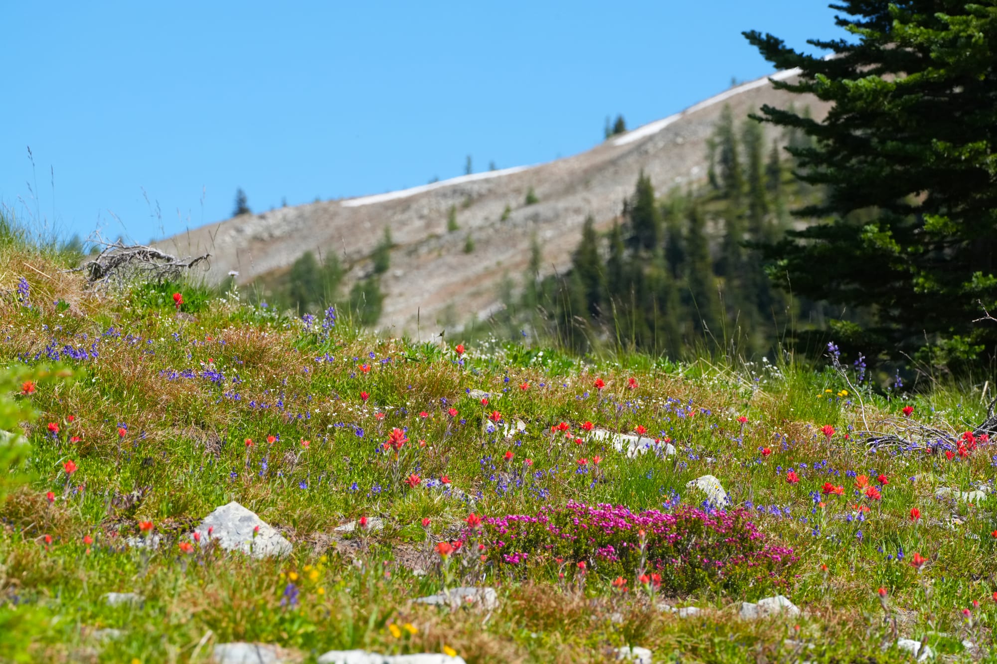 flowers in mountain meadow