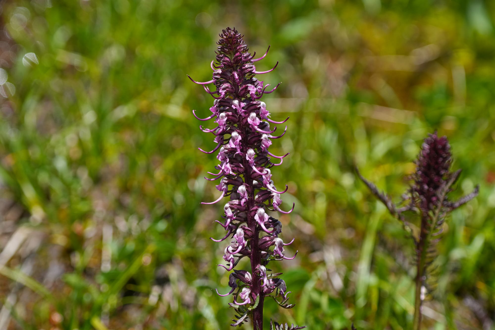elephant's head lousewort