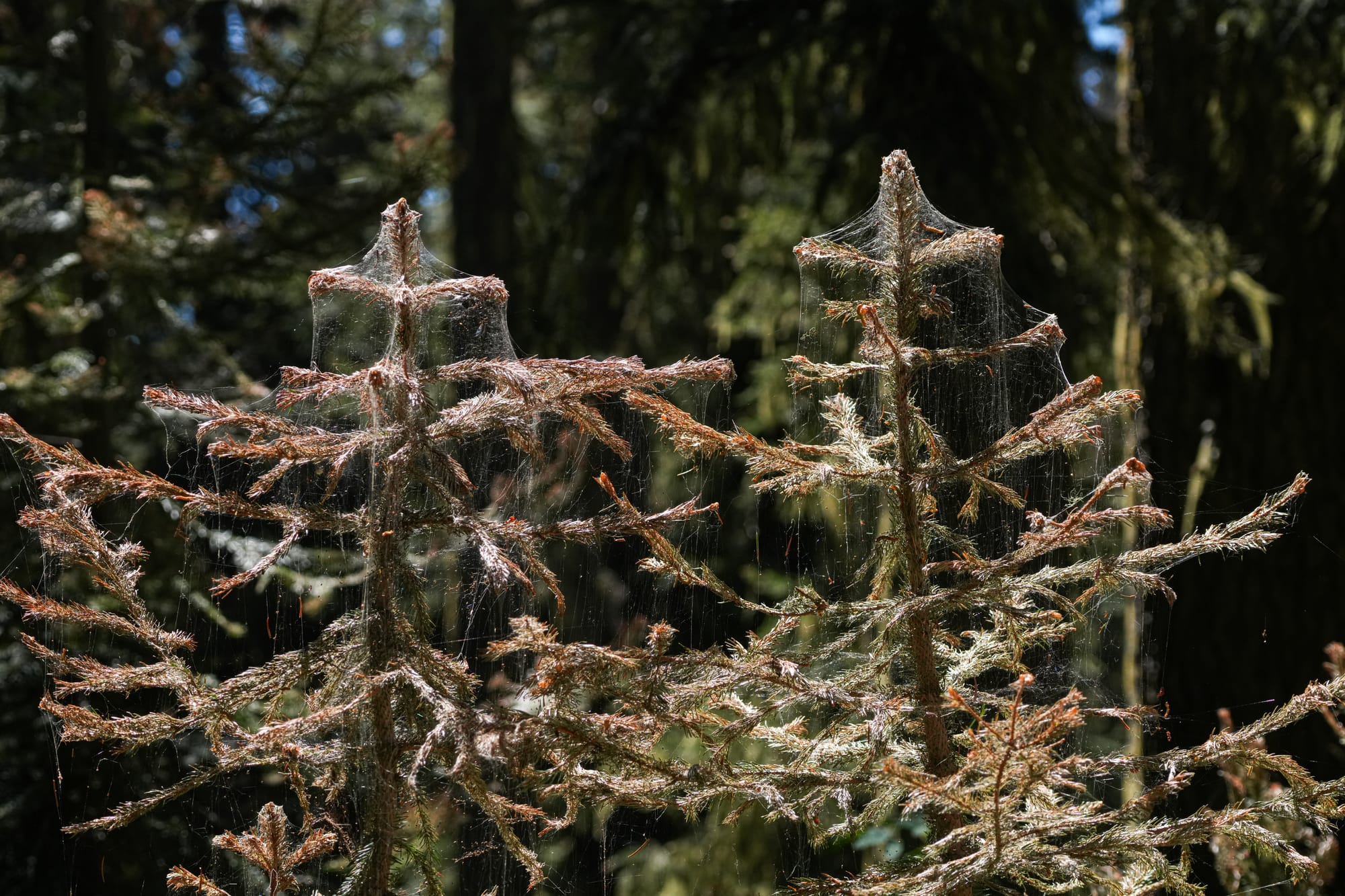 western spruce budworm