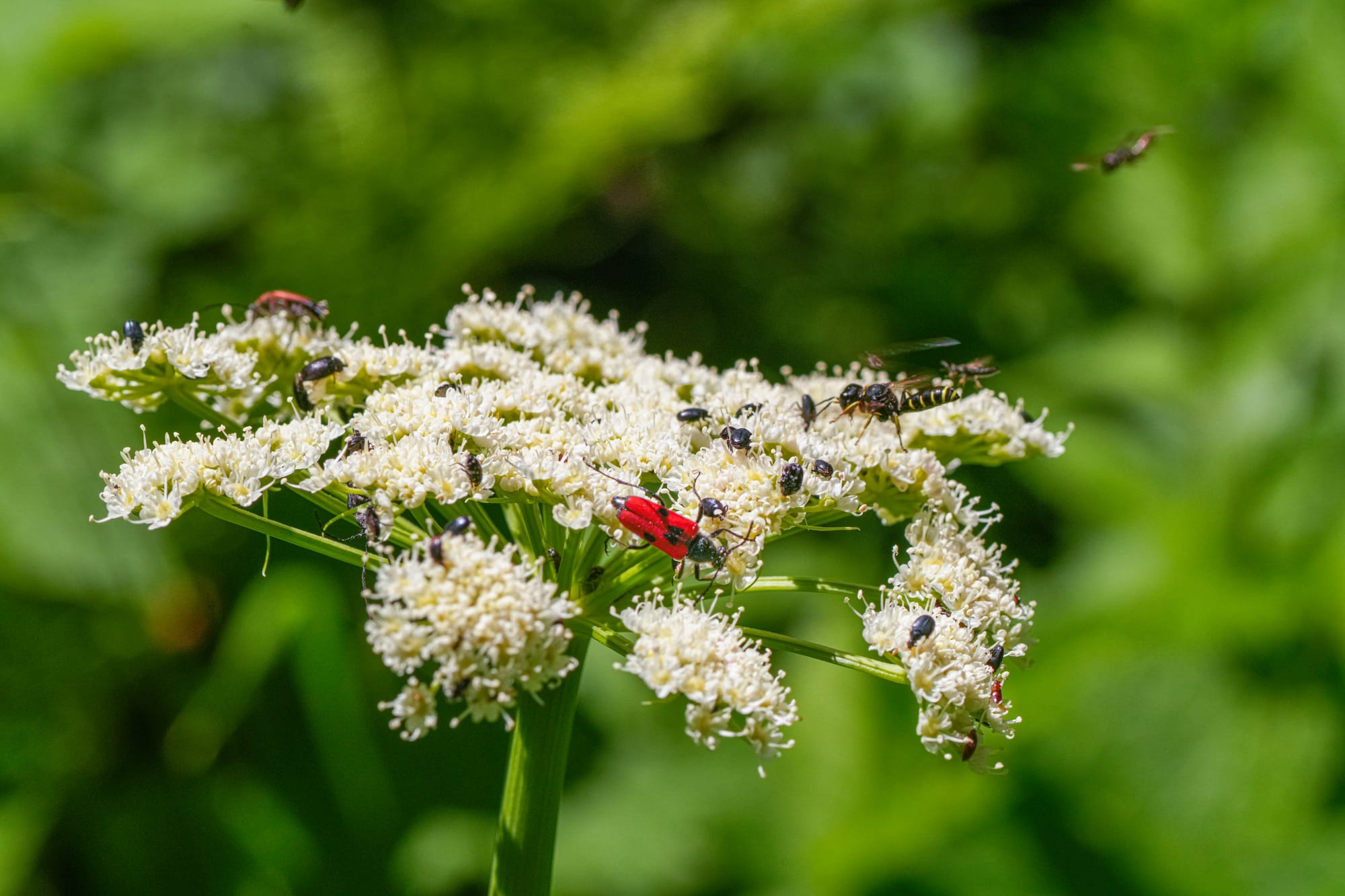 insects on flowers