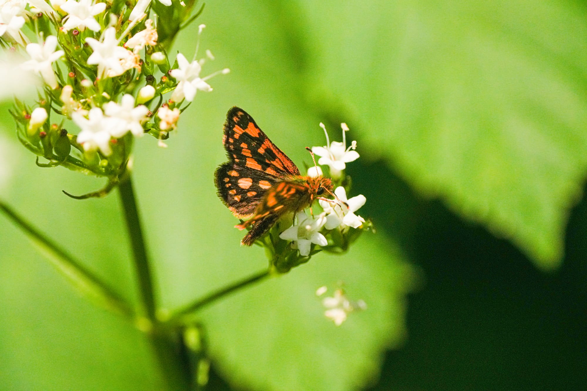 arctic skipper