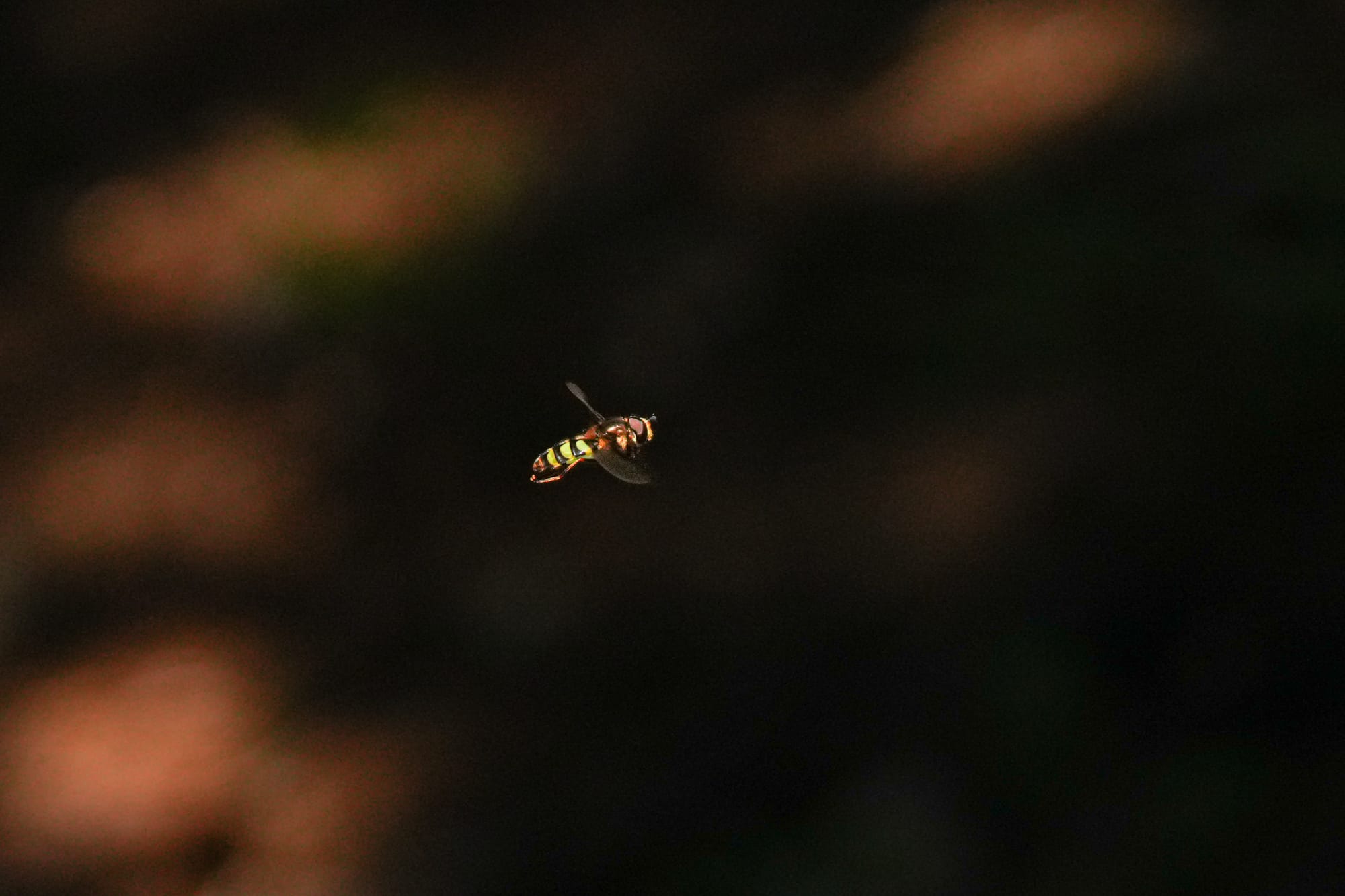 hoverfly