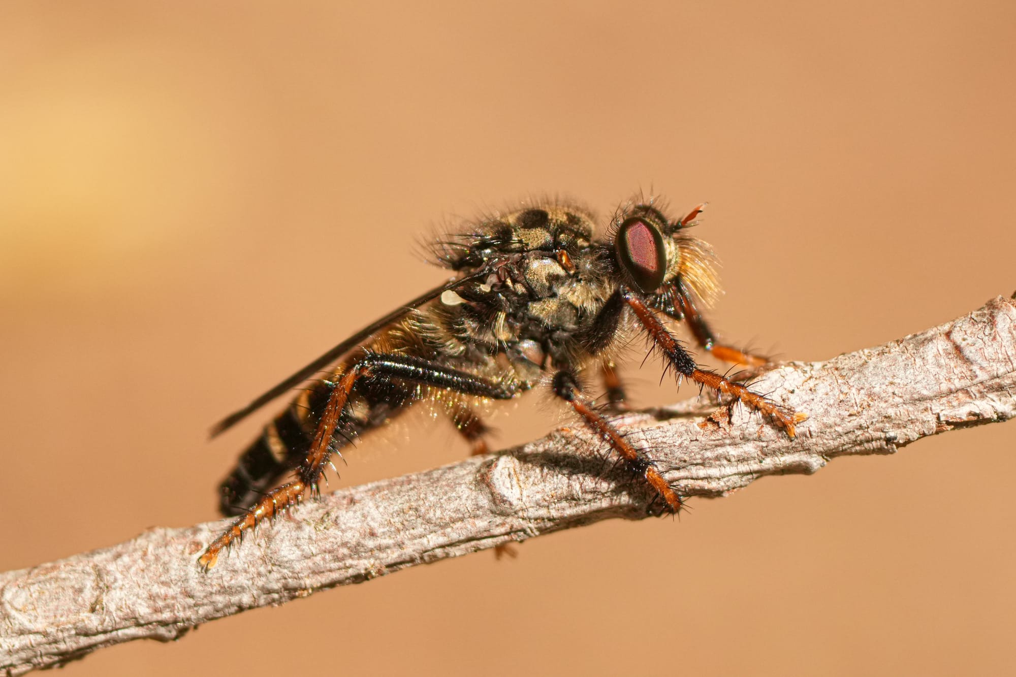 robber fly