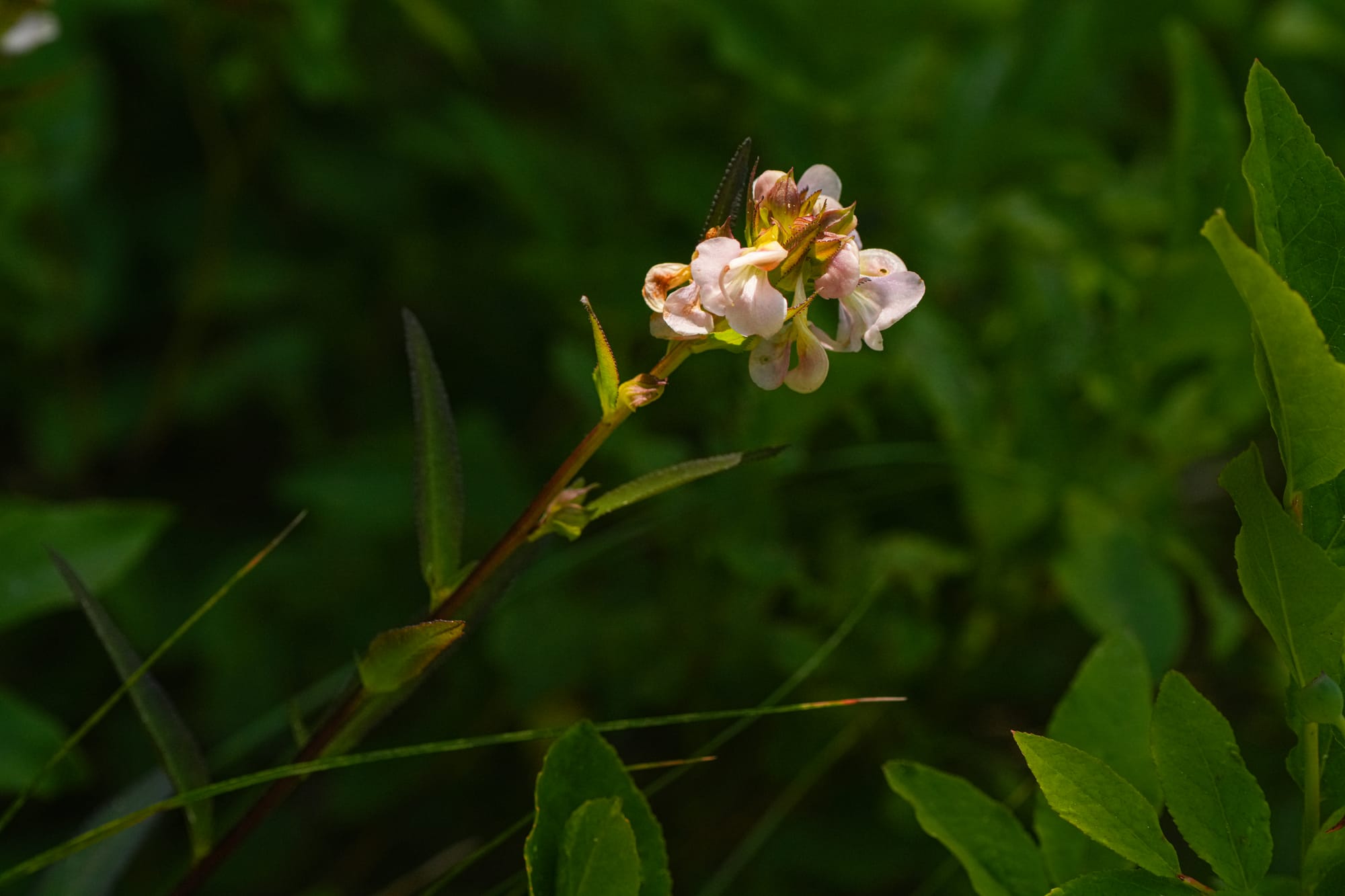 sickletop lousewort