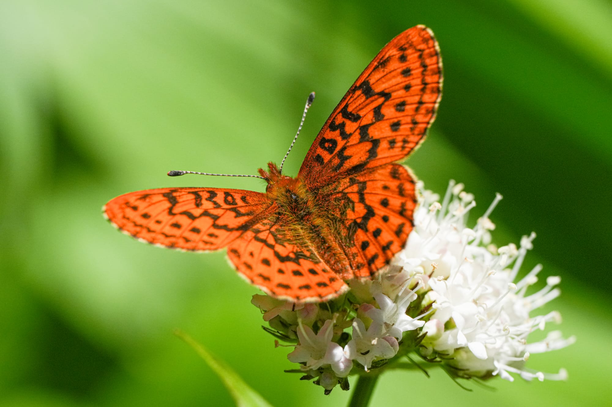 western meadow fritillary