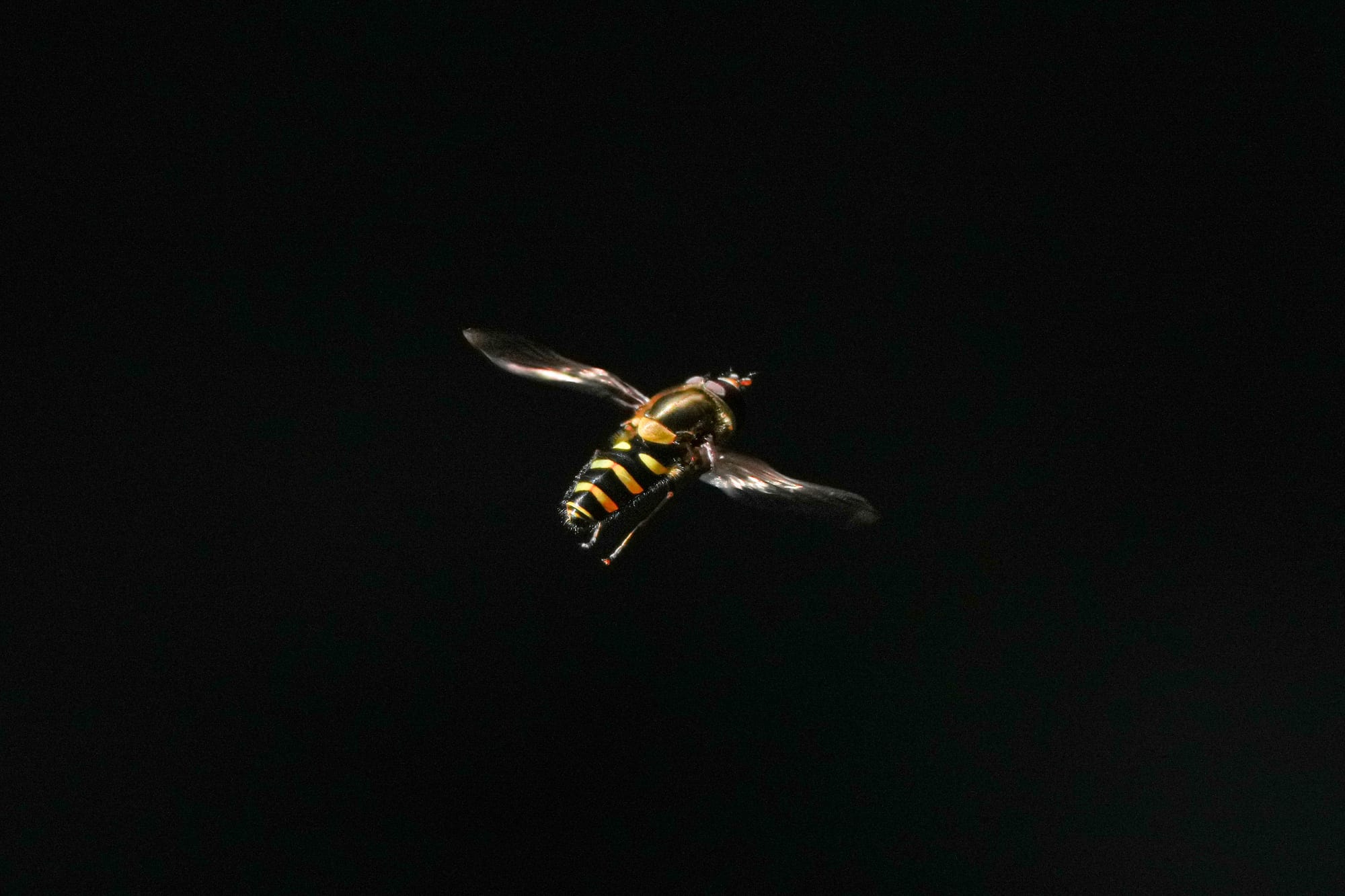 hoverfly