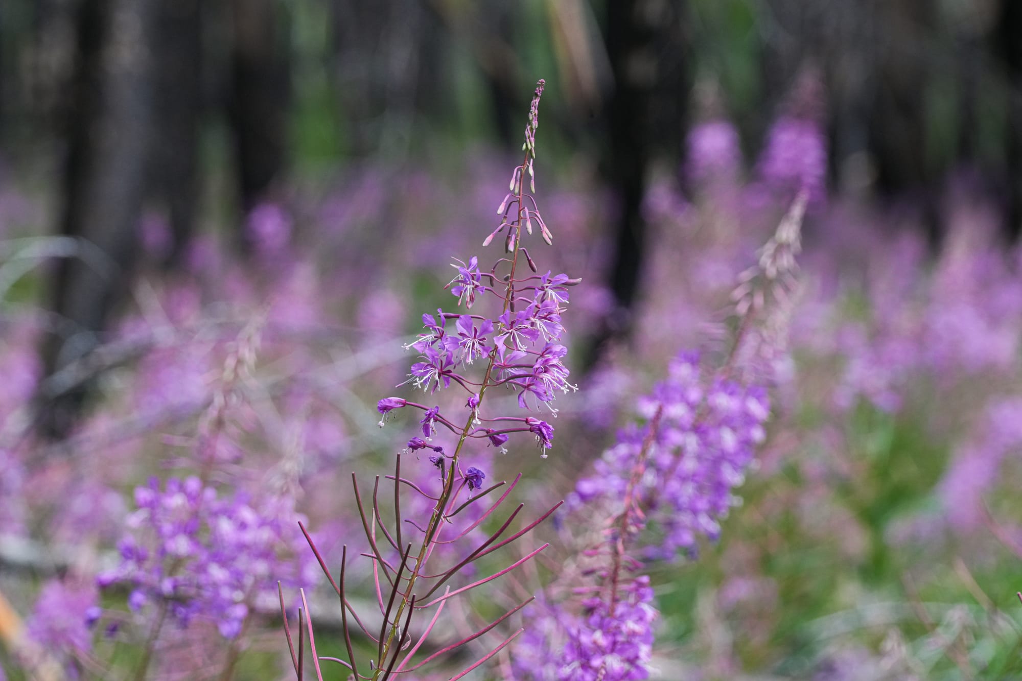 fireweed