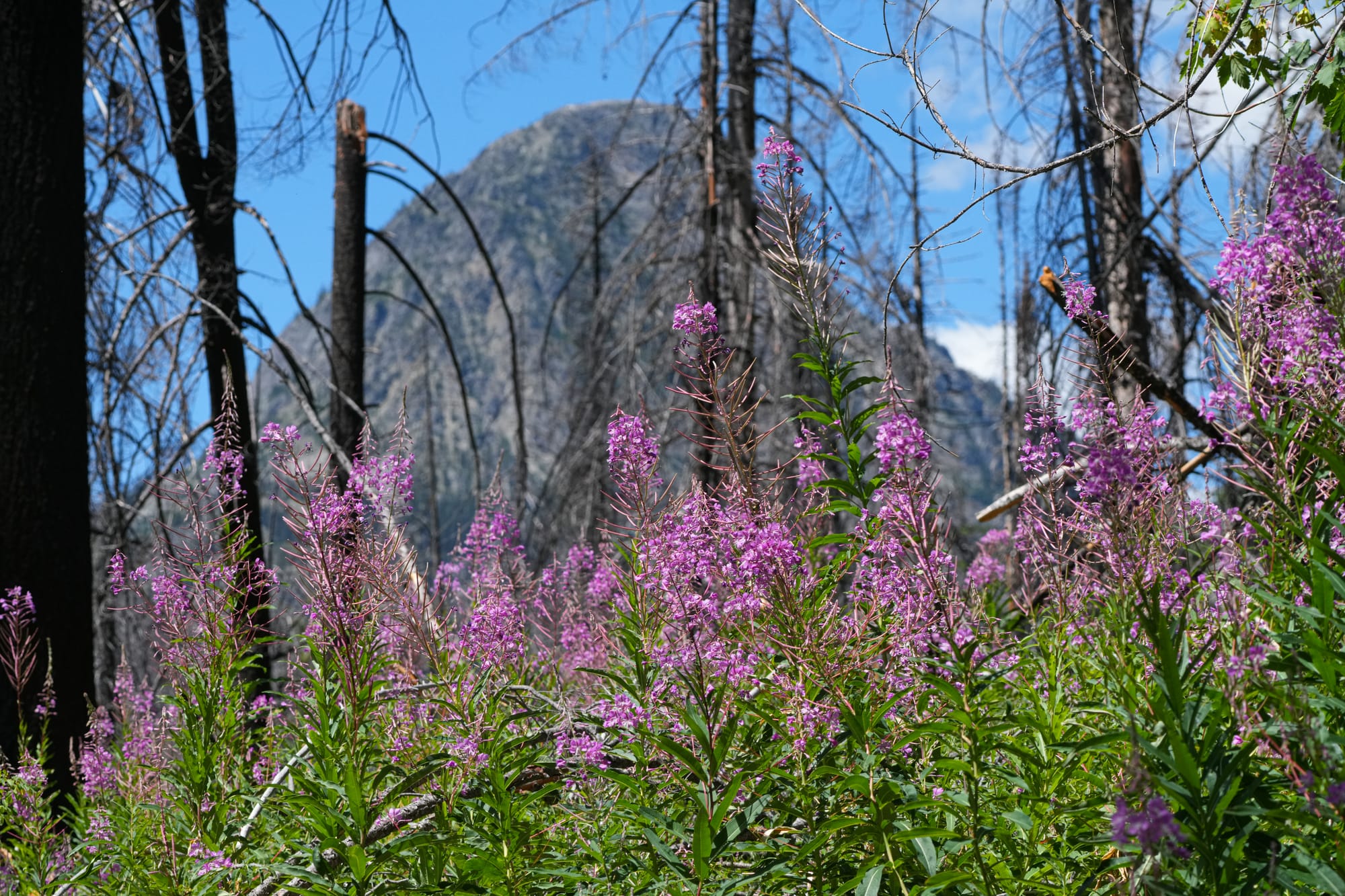 fireweed