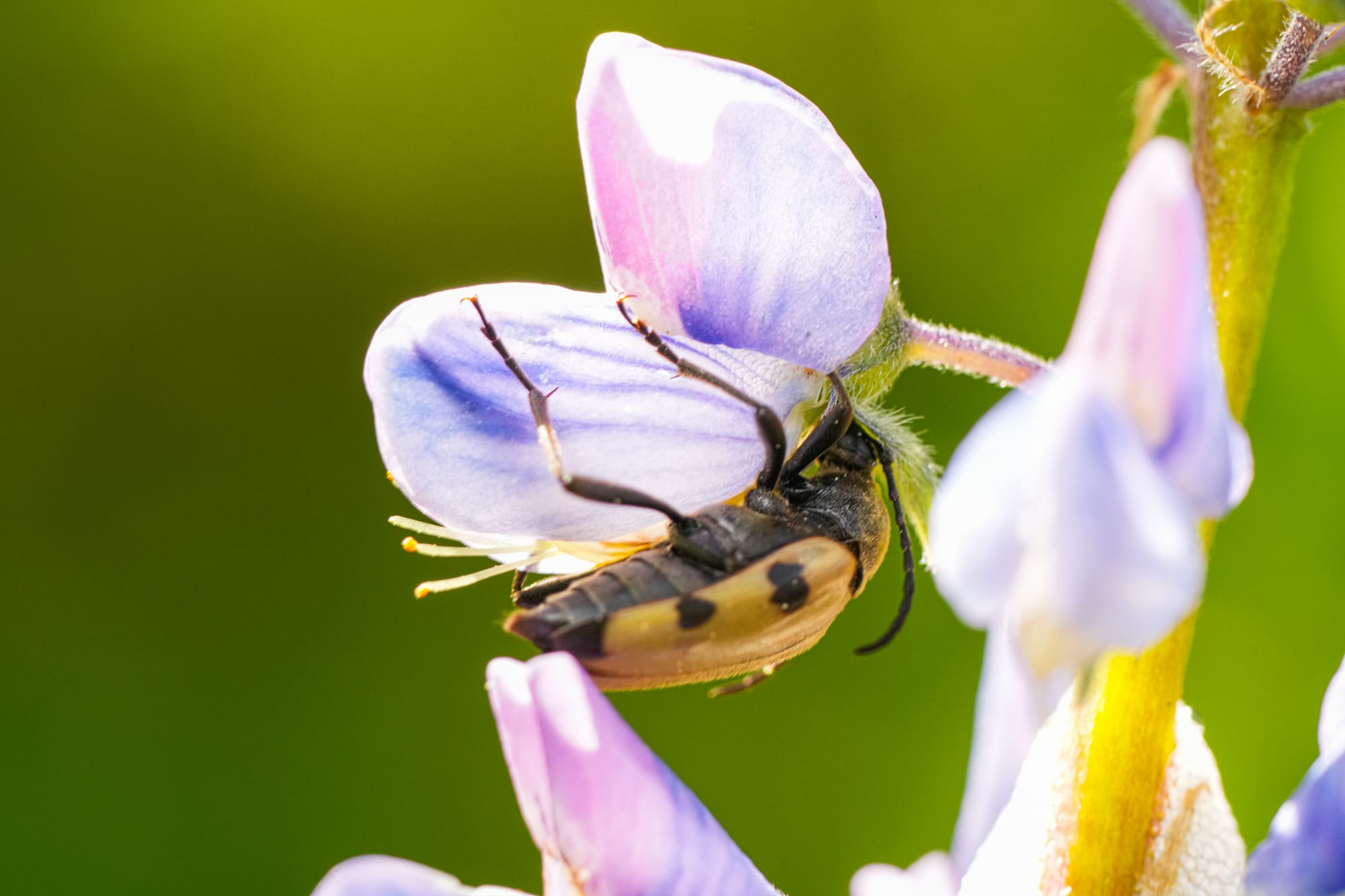 beetle on lupine