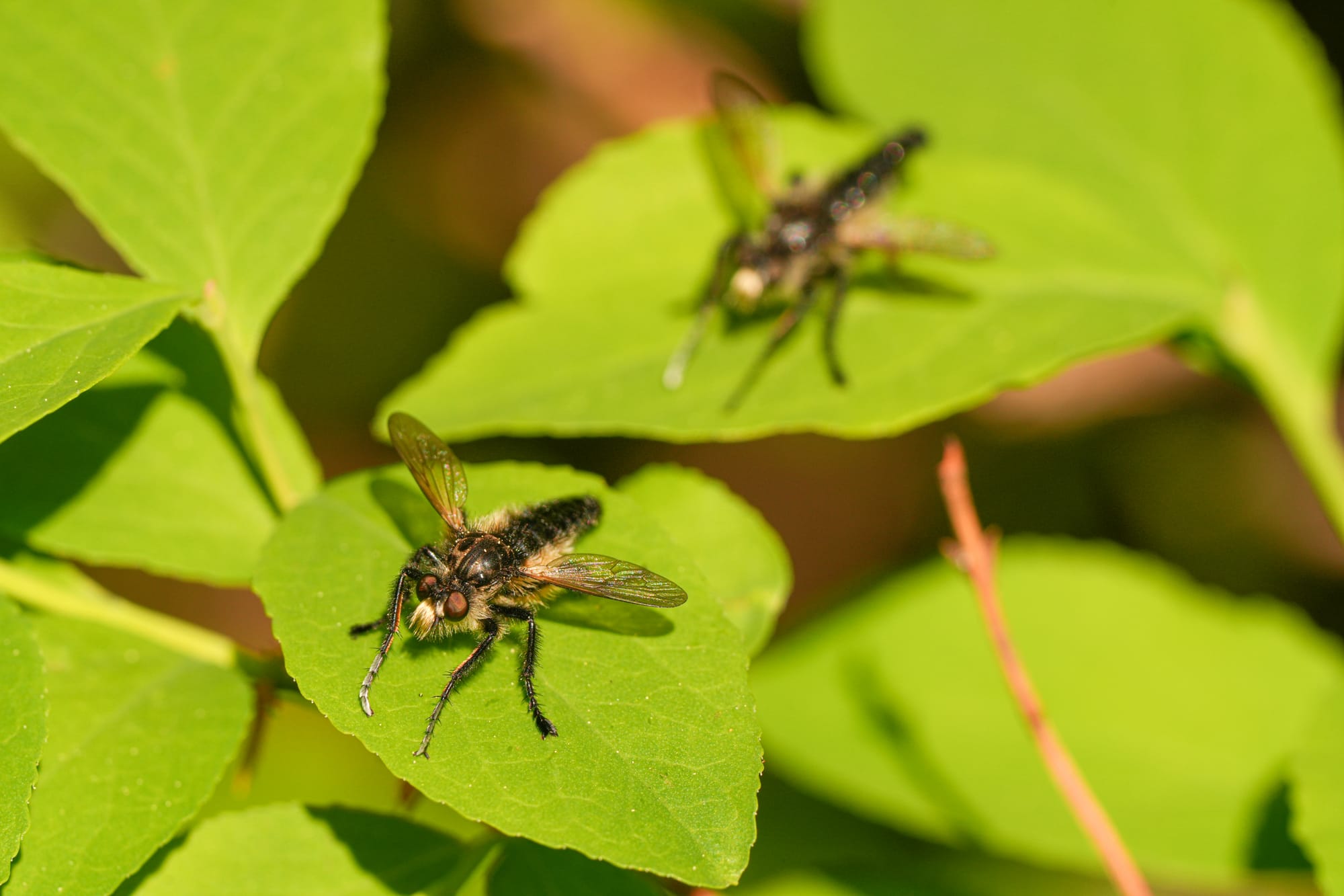 robber flies