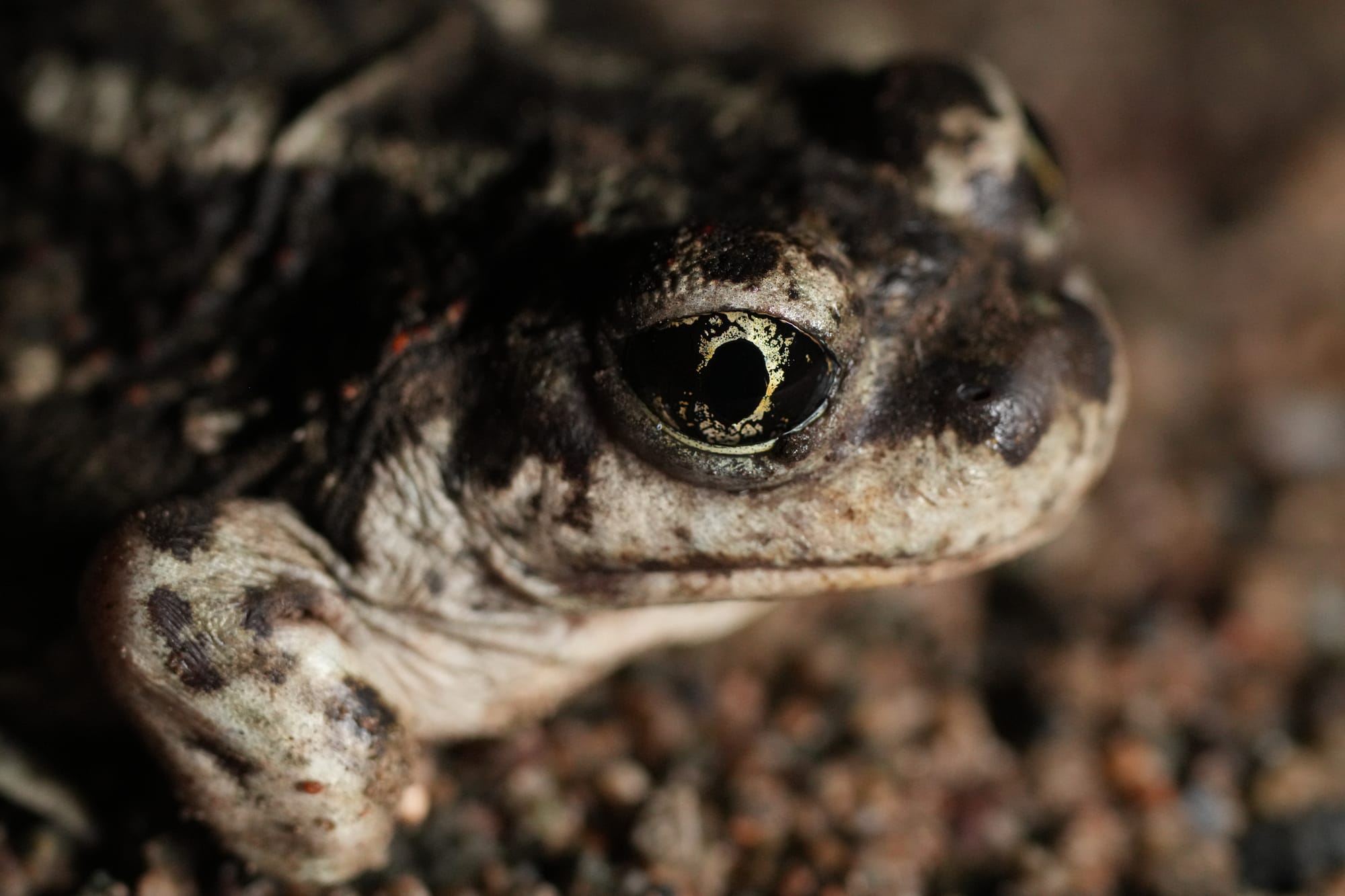 Great Basin spadefoot