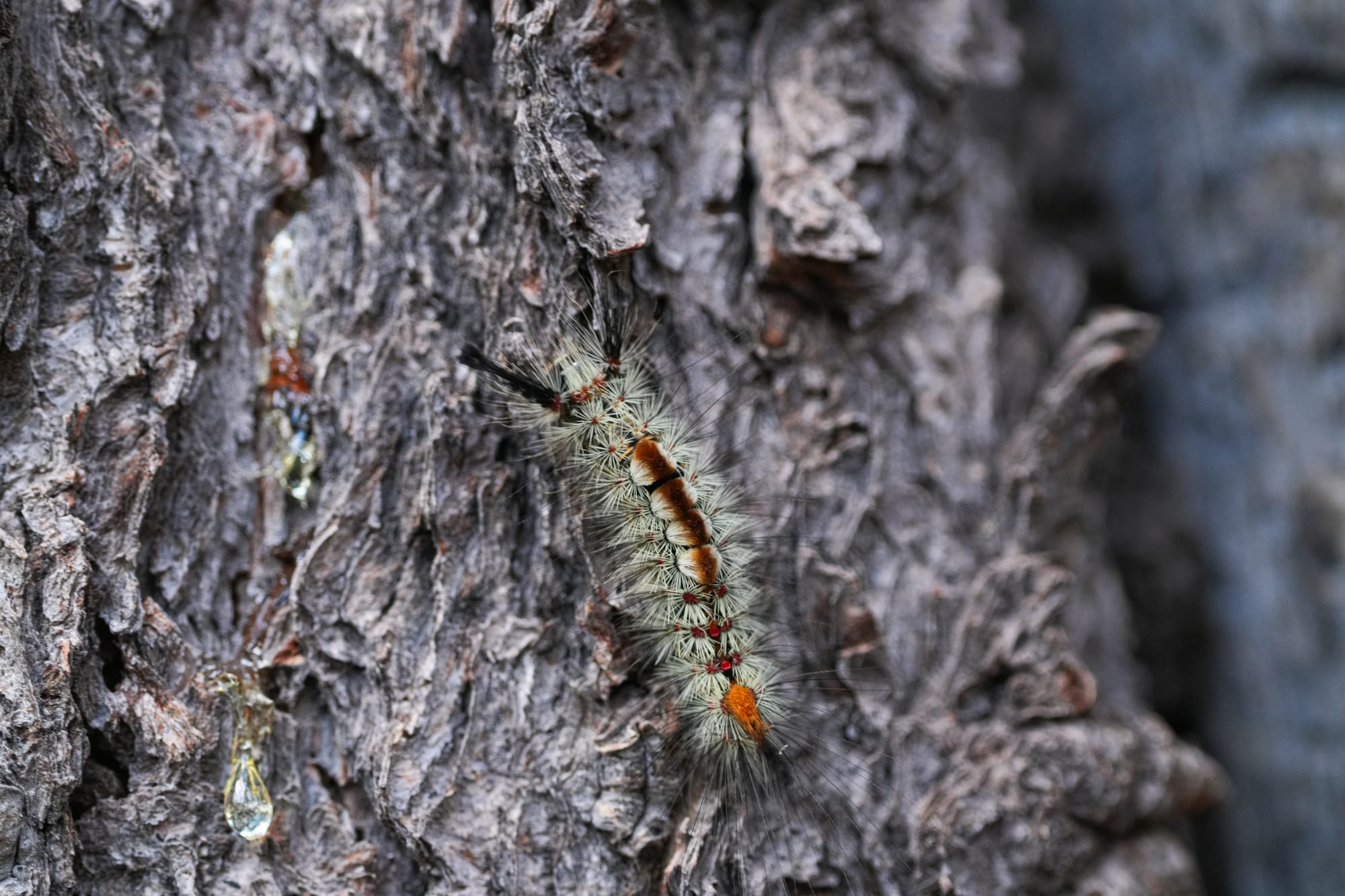 Tussock moth caterpillar