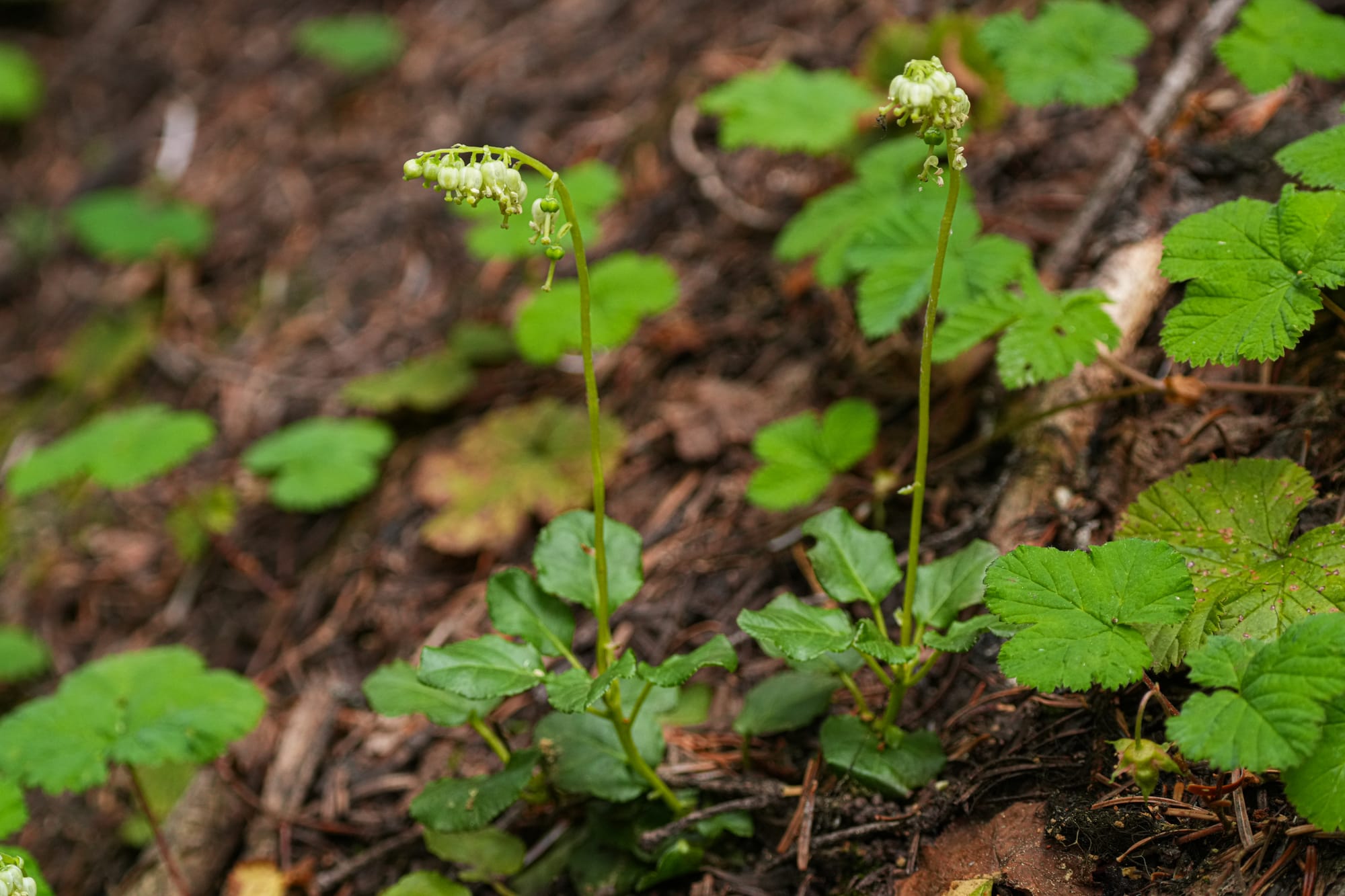 one-sided wintergreen