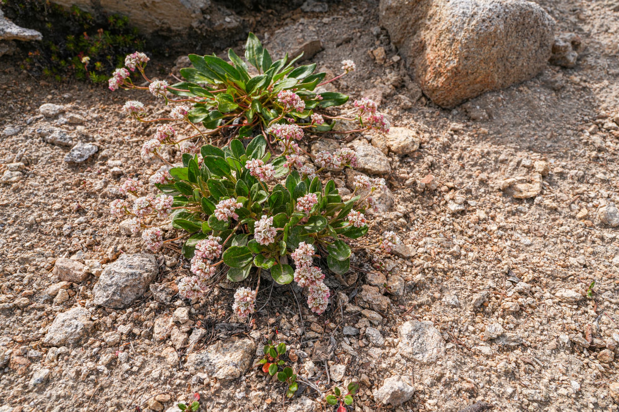Shasta buckwheat