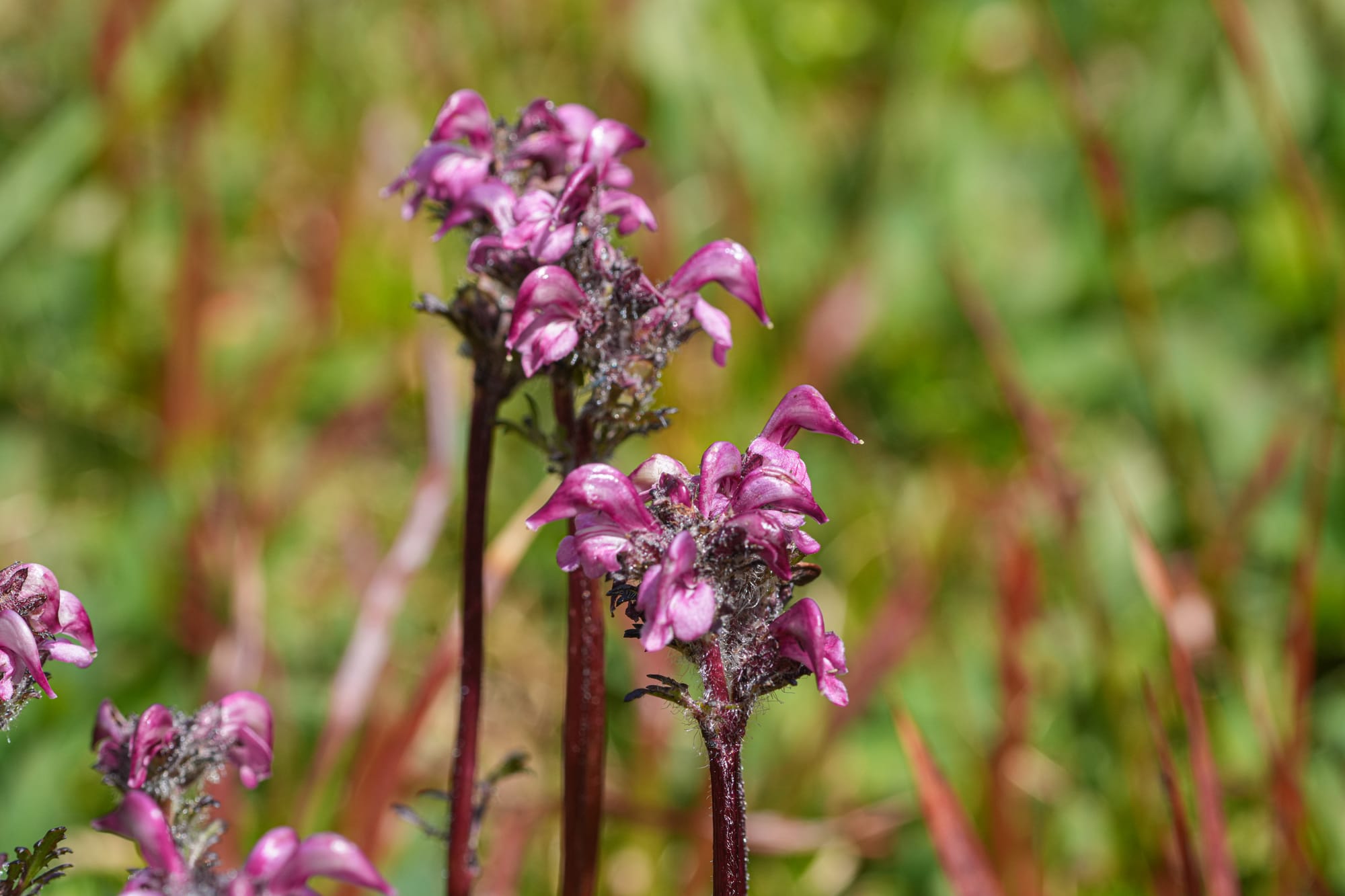 bird's-bill lousewort