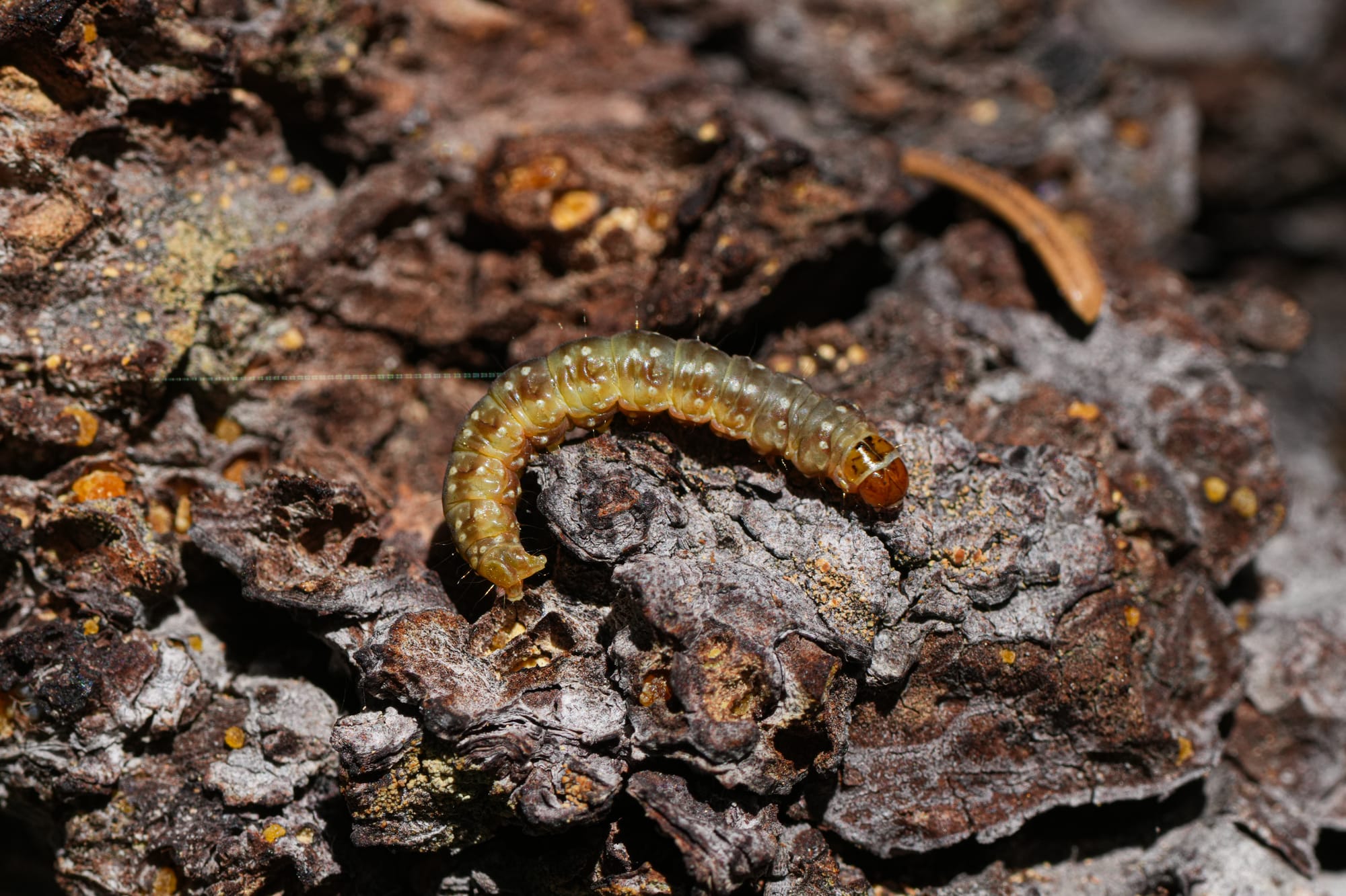 spruce budworm