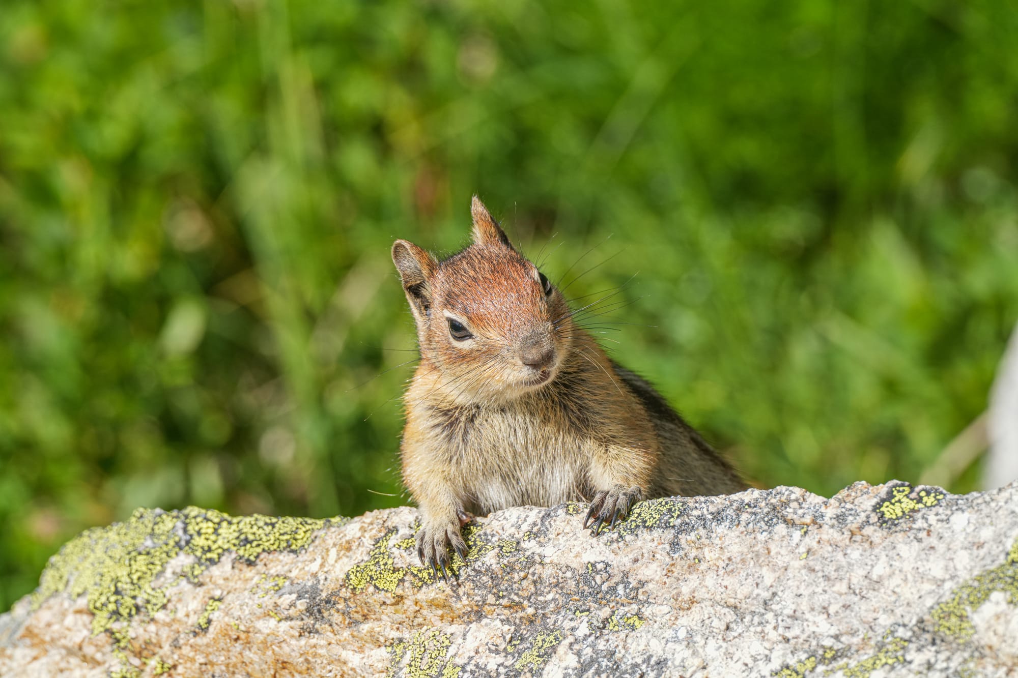 golden-mantled ground squirrel