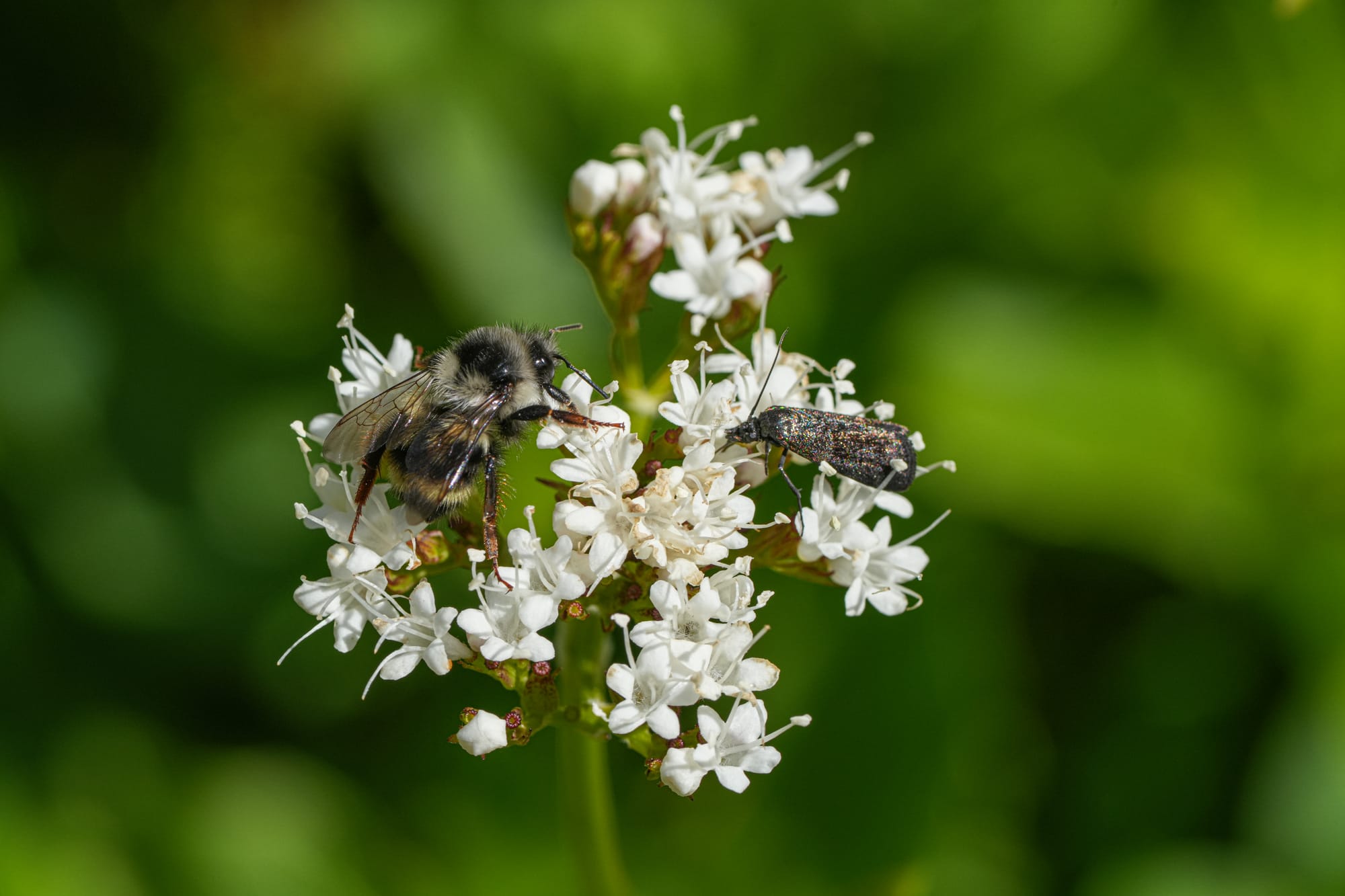 Sitka valerian with pollinators