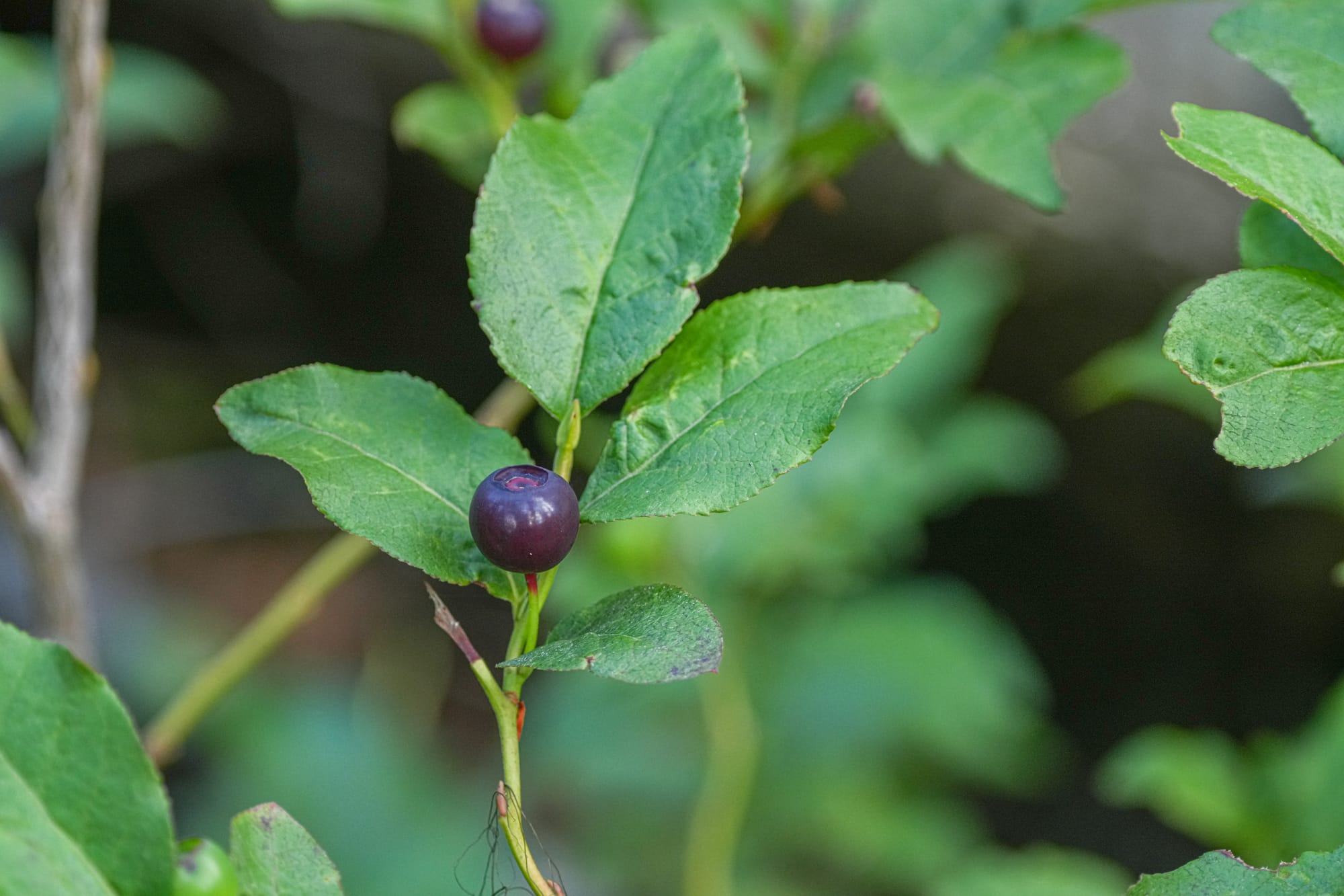 black huckleberry