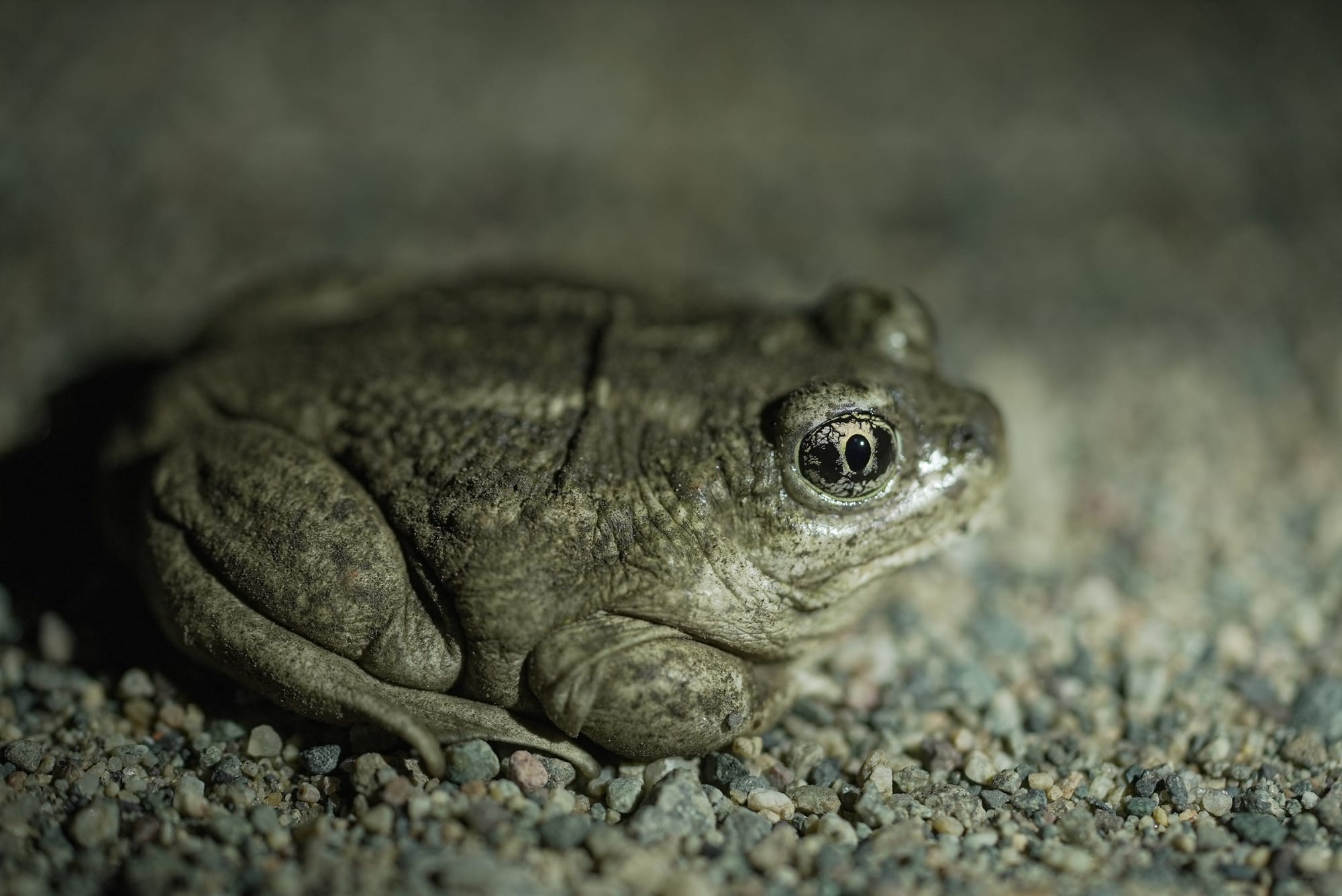 Great Basin spadefoot