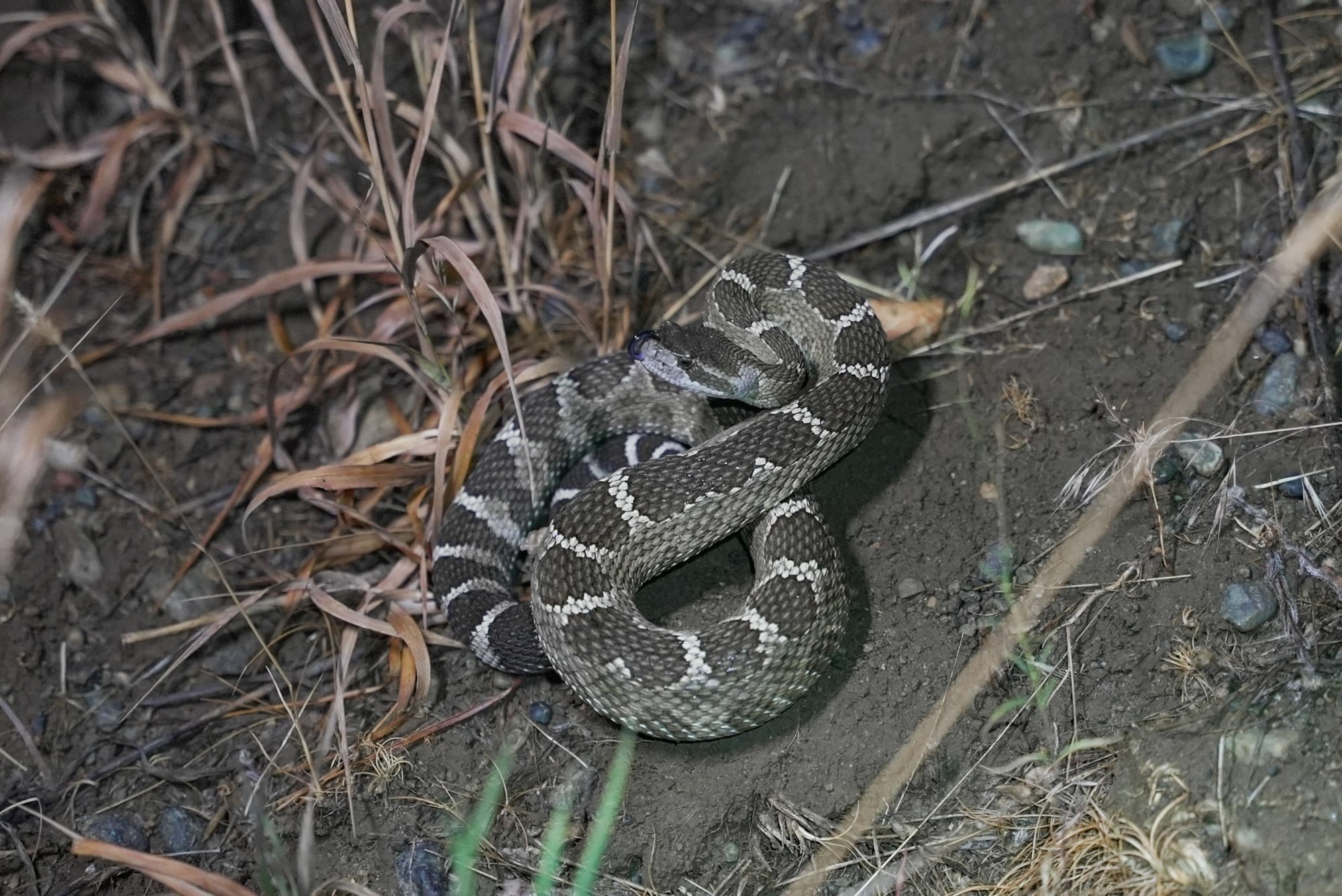 rattlesnake