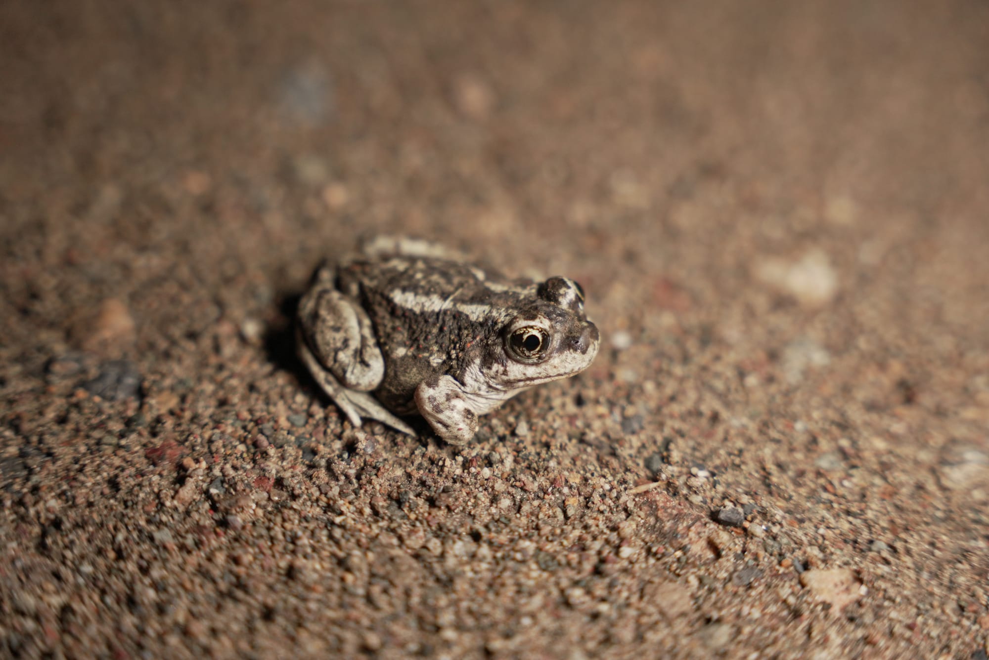 Great Basin spadefoot