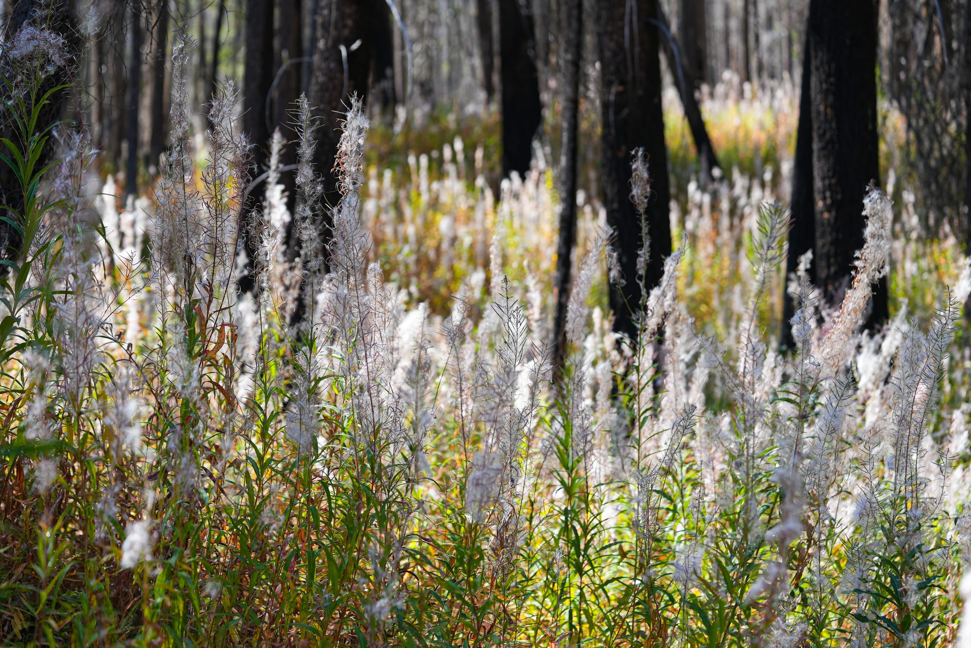 fireweed seeds