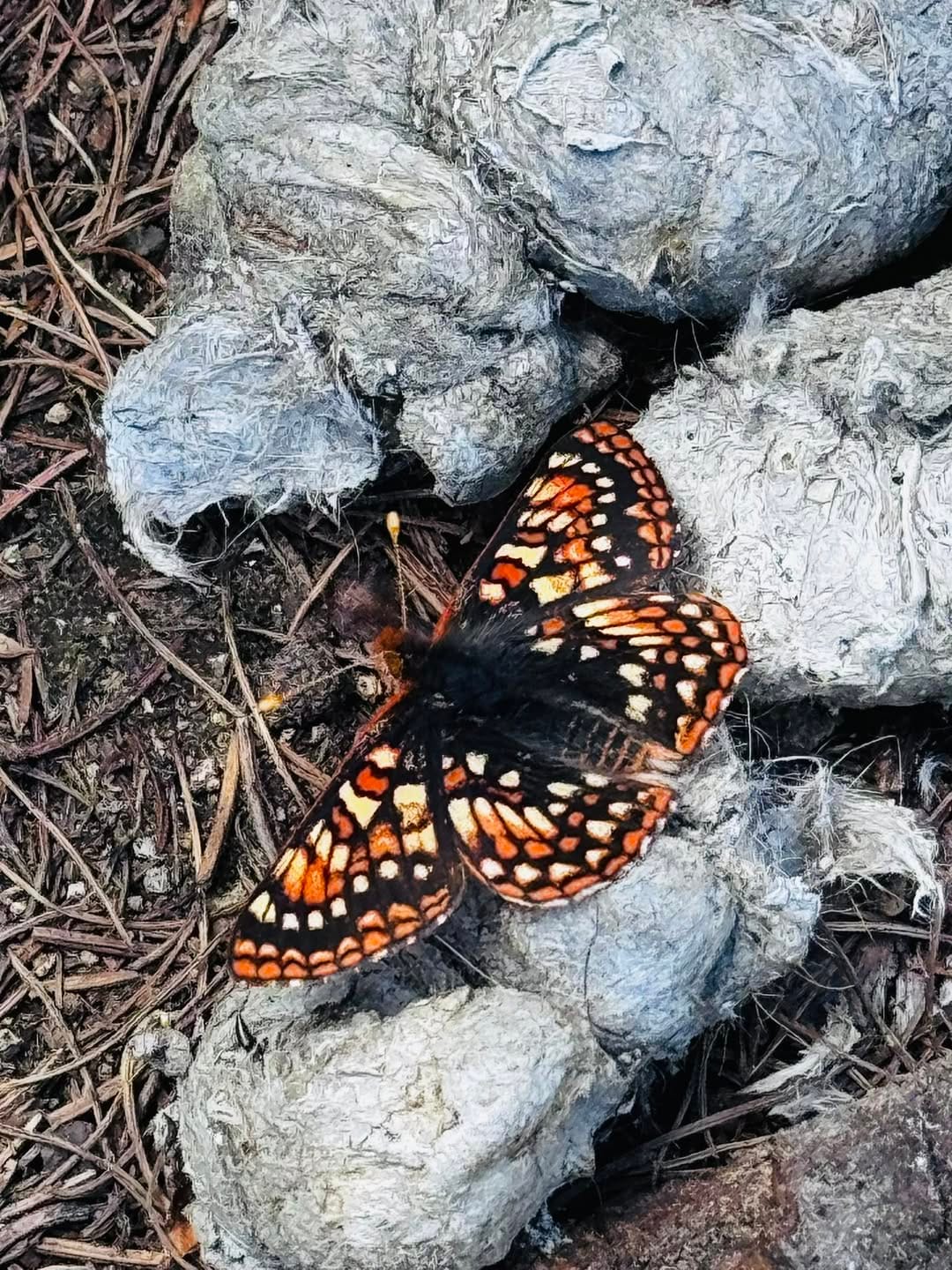 butterfly on dung