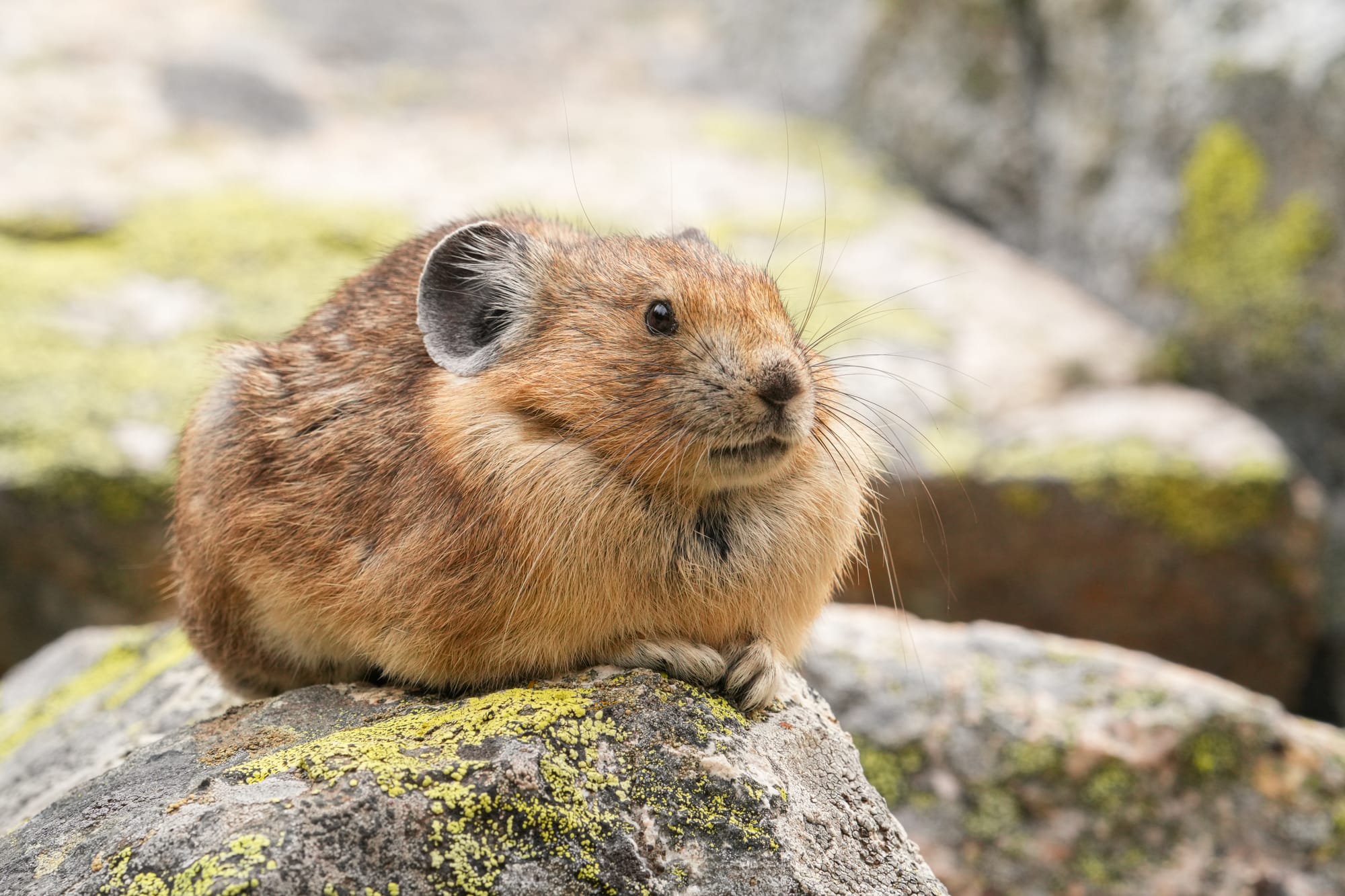 pika