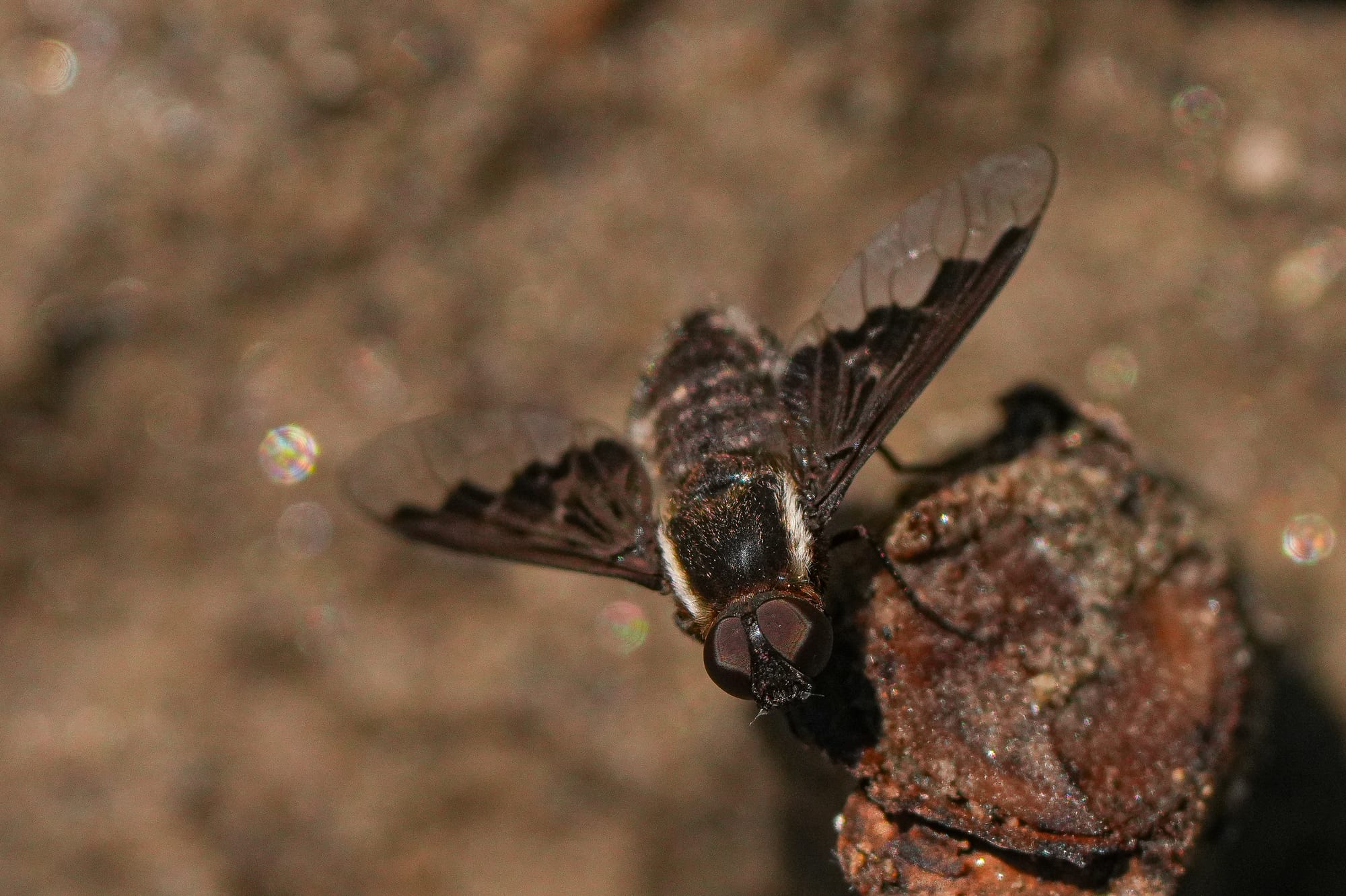 bee fly