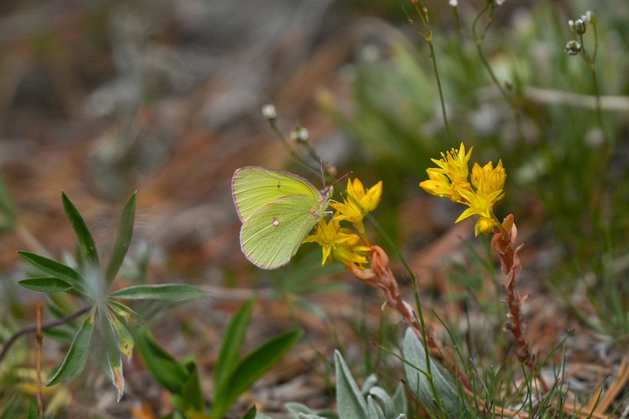 sulphur butterfly