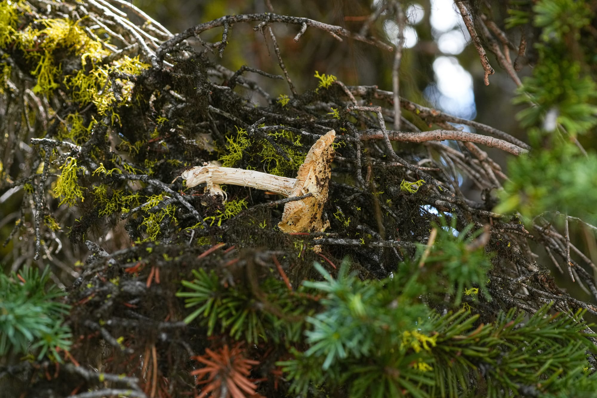 drying mushroom on branch